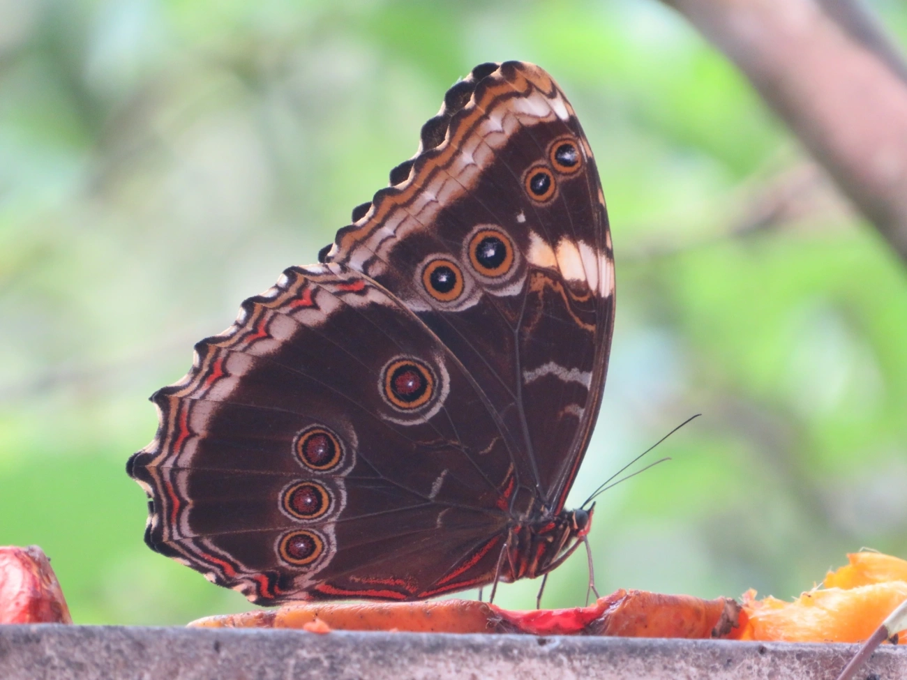 Borboletas-azuis (Morpho), insetos, fotografado em Maresias, São Sebastião