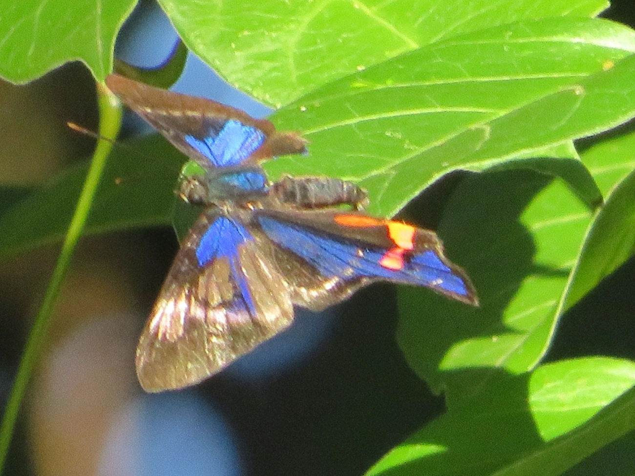Rhetus periander, insetos, fotografado em Maresias, São Sebastião