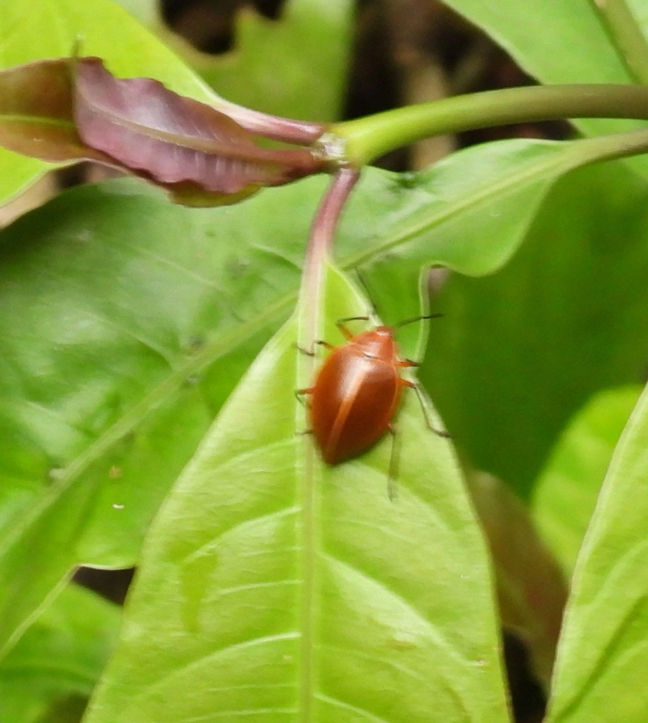 Ellipticus, insetos, fotografado em Maresias, São Sebastião