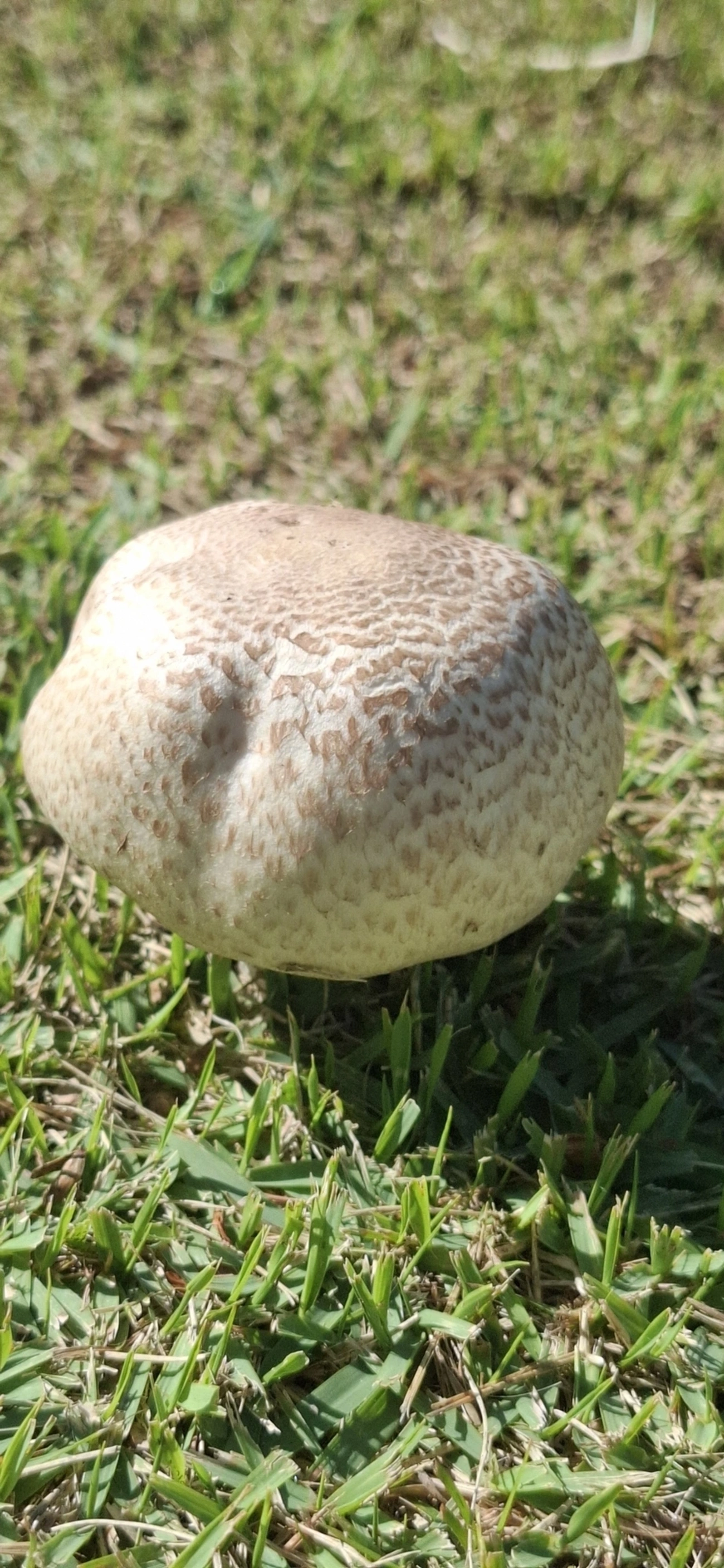 Champinhons e afins (Agaricus), fungos, fotografado em Amparo