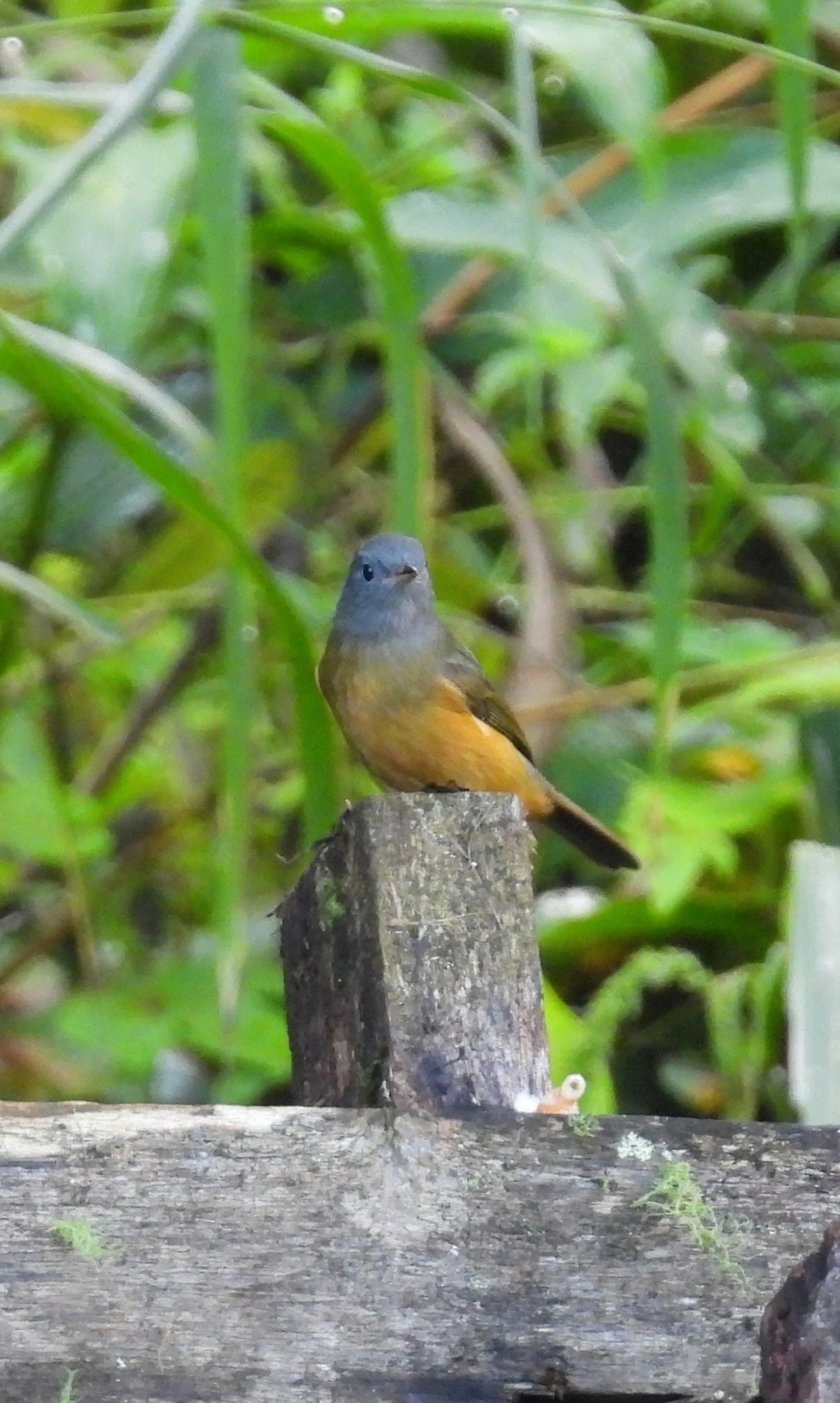 Abre-asa-de-cabeça-cinza (Mionectes rufiventris), aves, fotografado em Paranapiacaba