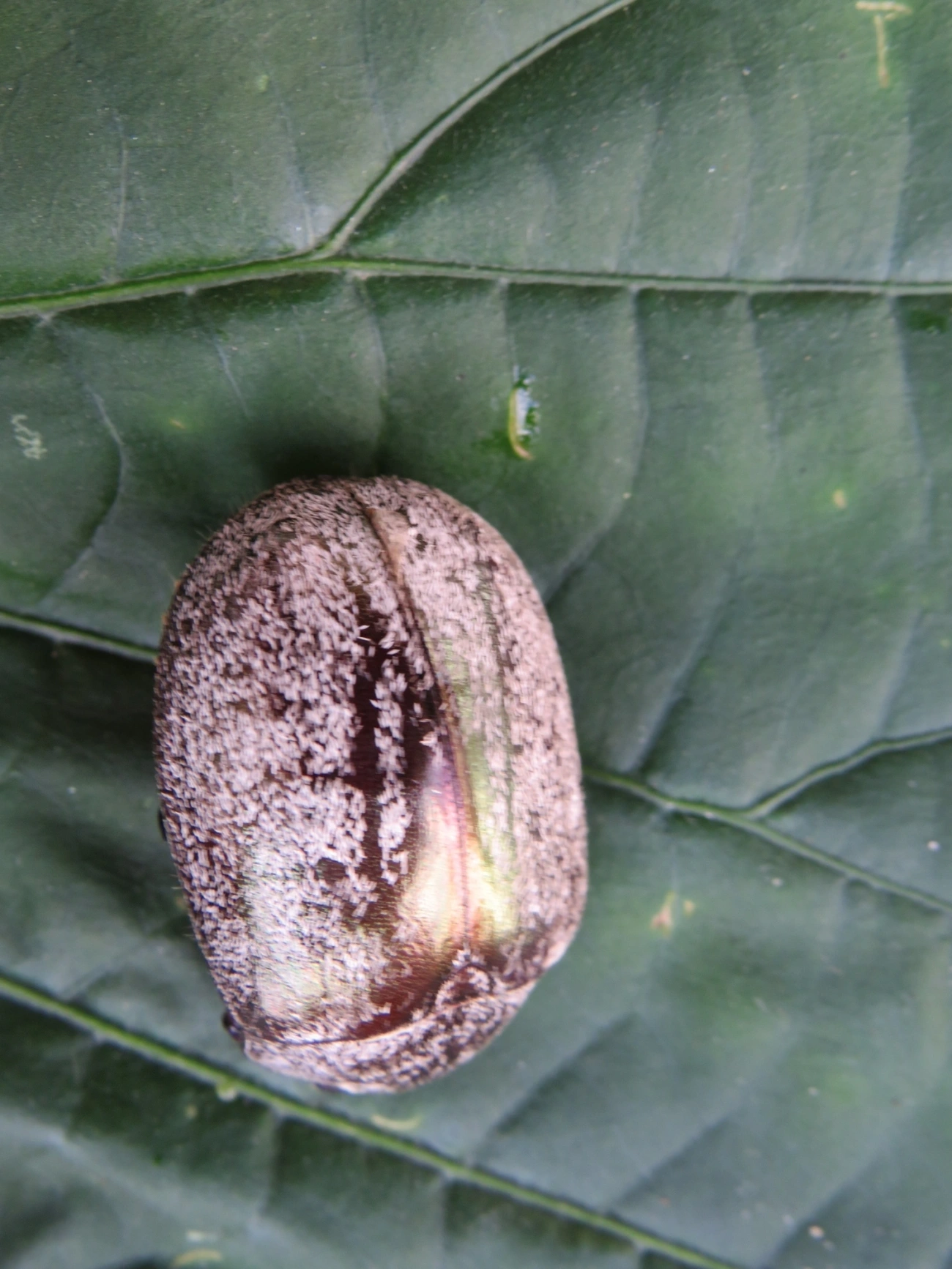 Escaravelhos (Scarabaeidae), insetos, fotografado em Maresias, São Sebastião