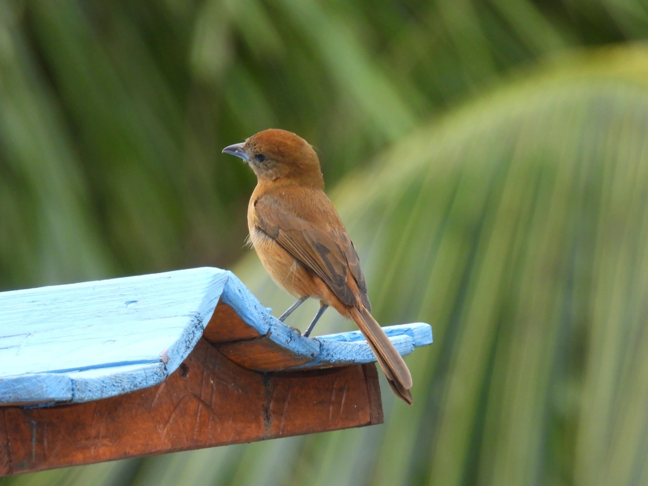 Tiê-galo (Loriotus cristatus), aves, fotografado em Maresias, São Sebastião
