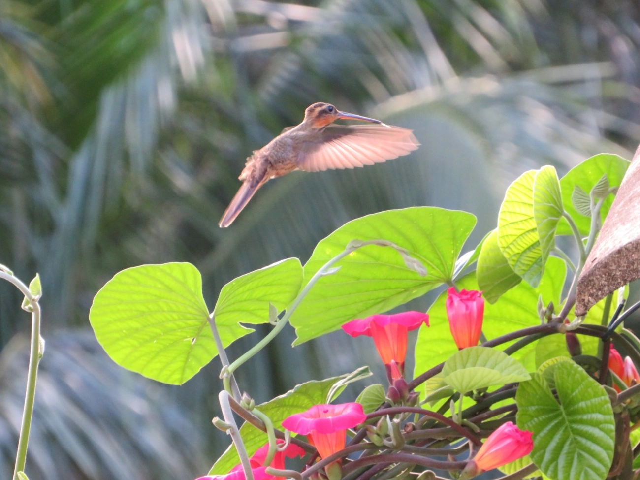 Beija-flor-do-mato (Ramphodon naevius), aves, fotografado em São Sebastião