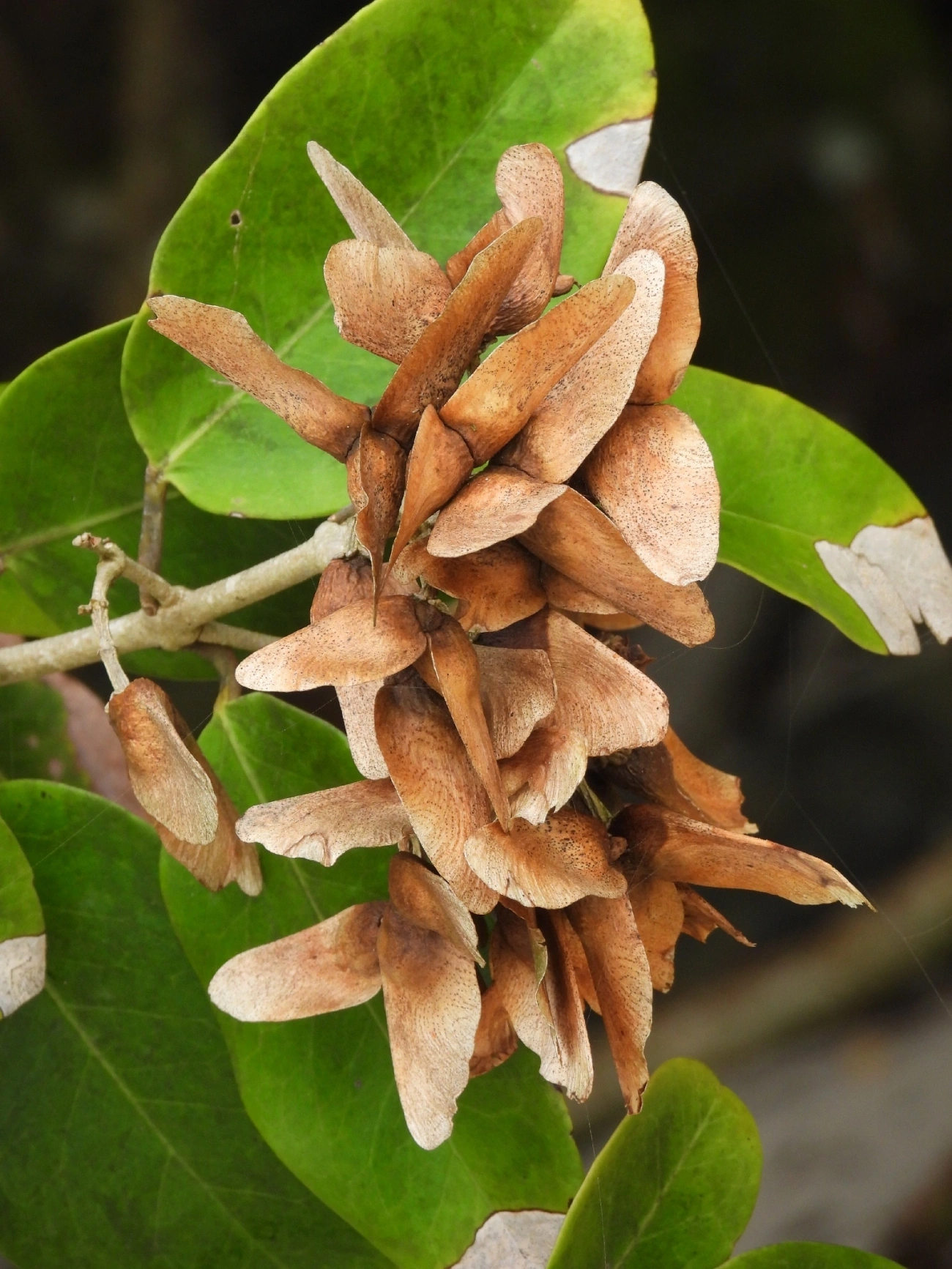 Plantas (Plantae), plantas, fotografado em Maresias, São Sebastião