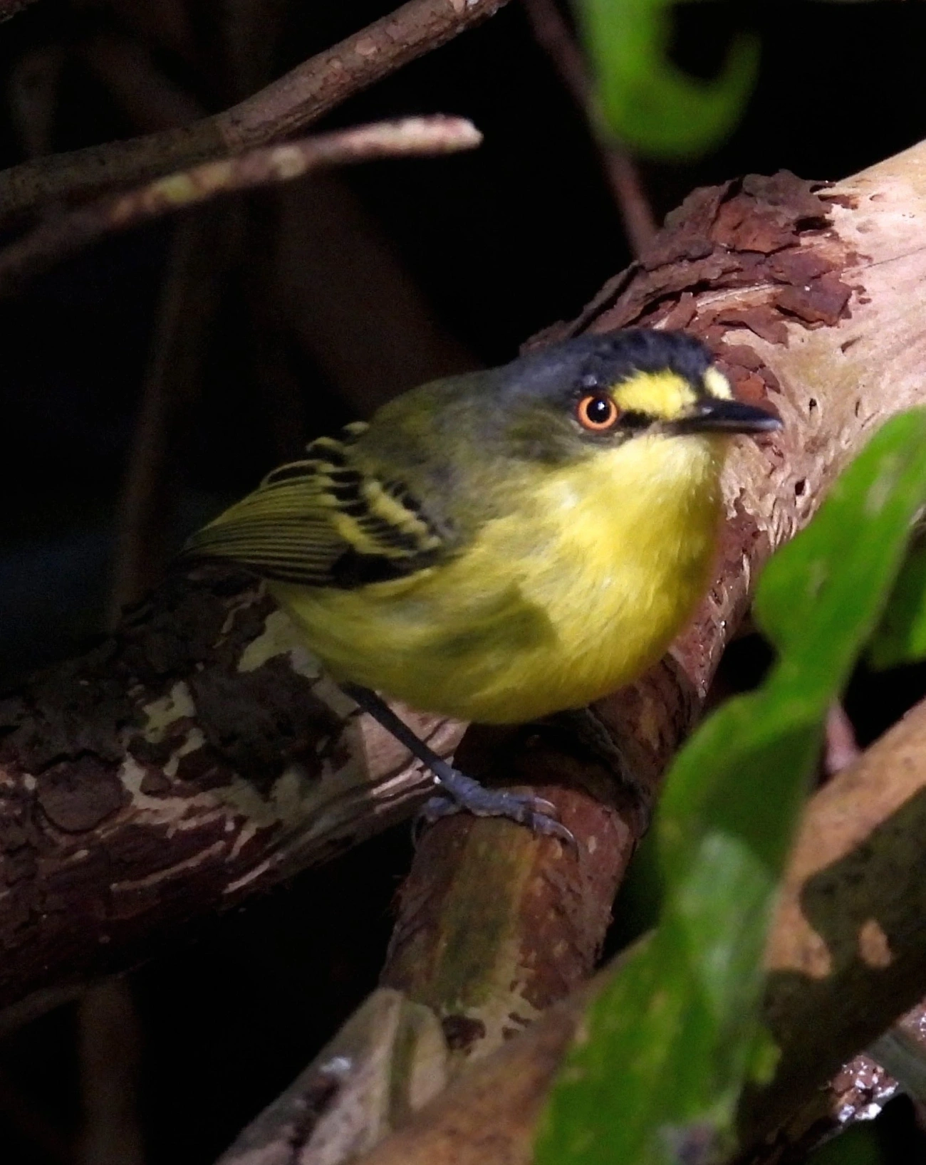 Teque-teque (Todirostrum poliocephalum), aves, fotografado em Pedra Selada