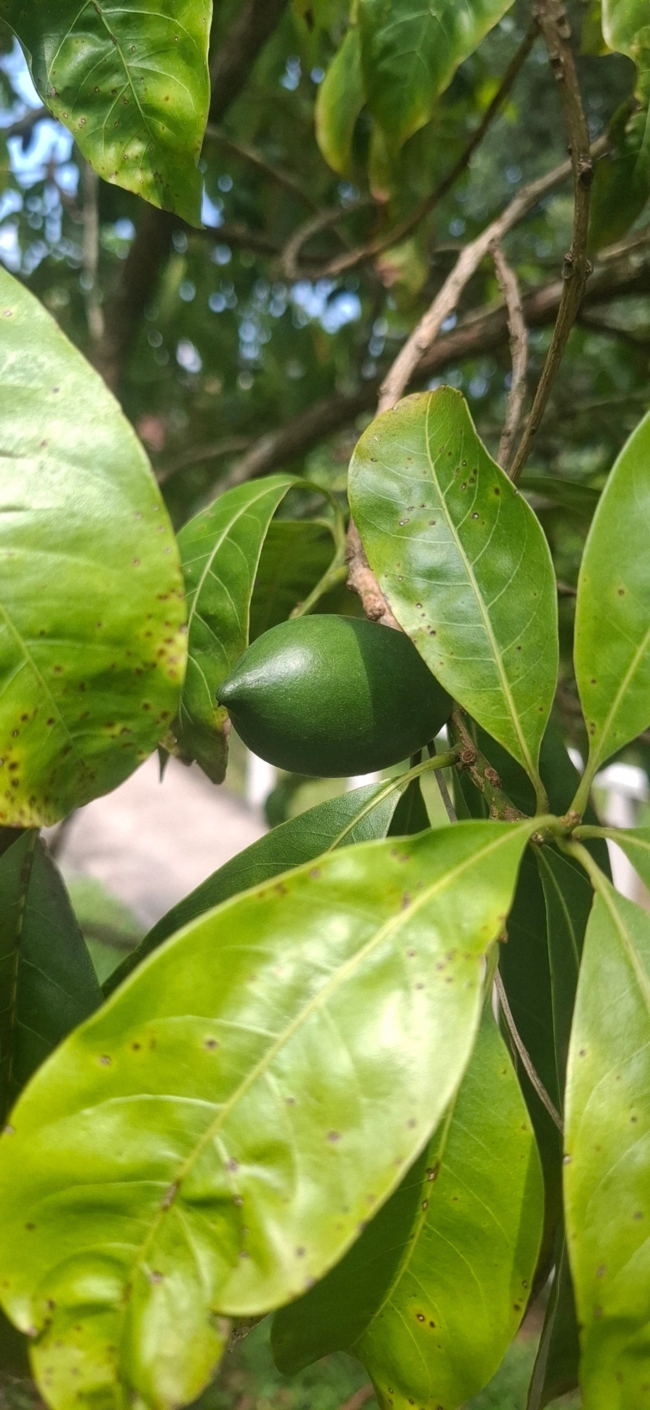 Abiu (Pouteria caimito), plantas, fotografado em Porto Novo, Caraguatatuba