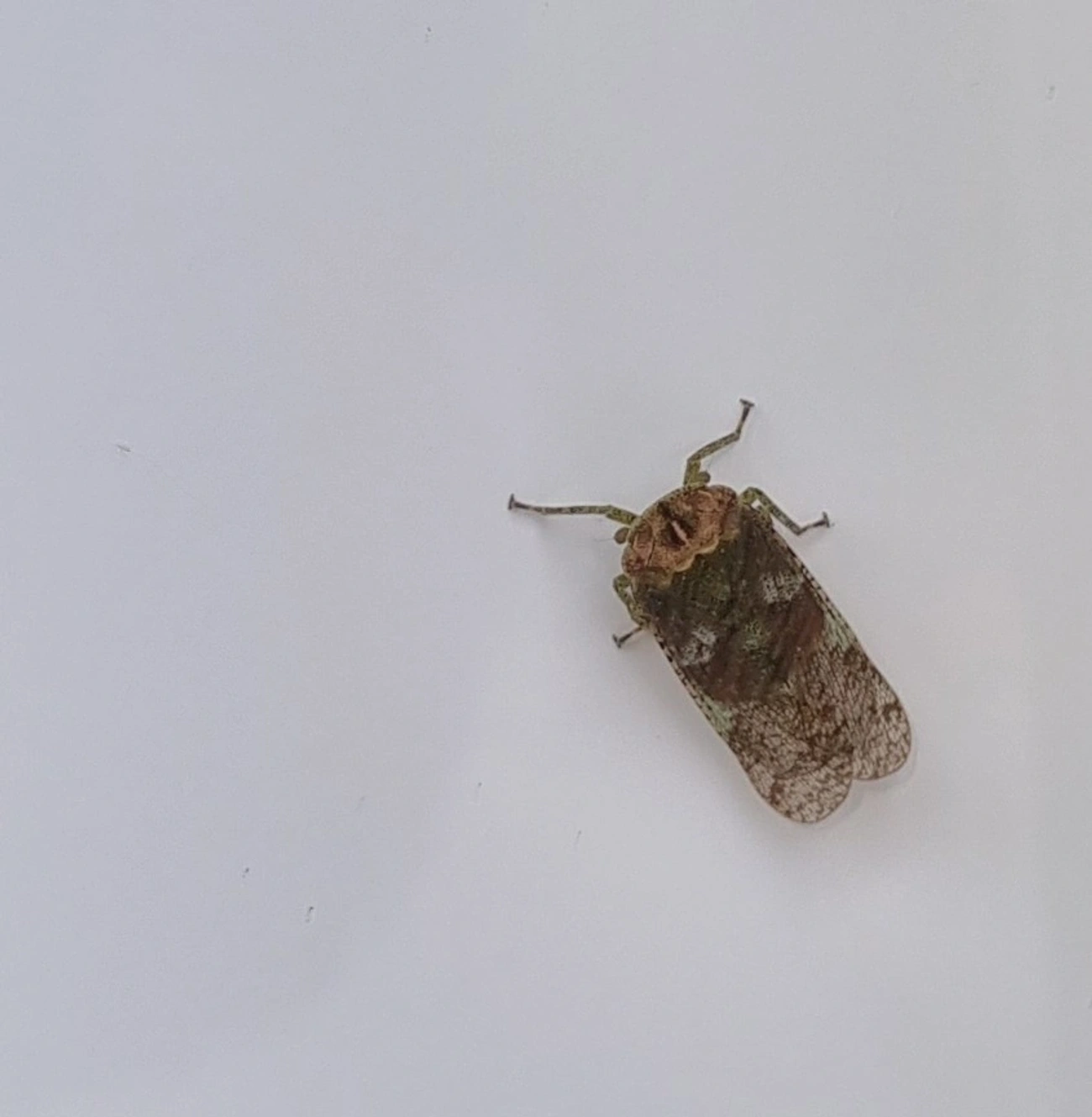 Fulgomorfos (Fulgoromorpha), insetos, fotografado em Maresias, São Sebastião
