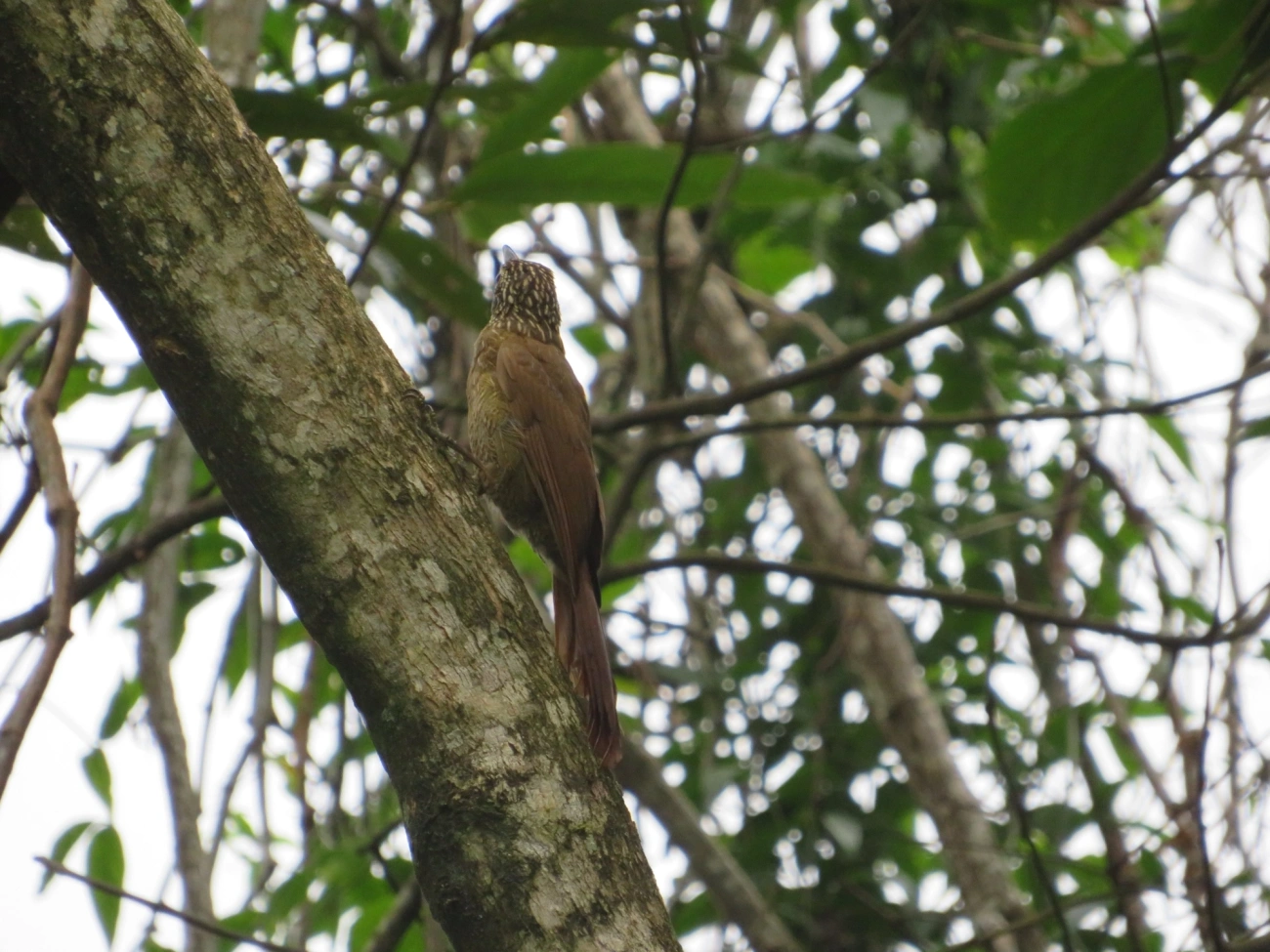 Arapaçu-grande (Dendrocolaptes platyrostris), aves, fotografado em Maresias, São Sebastião