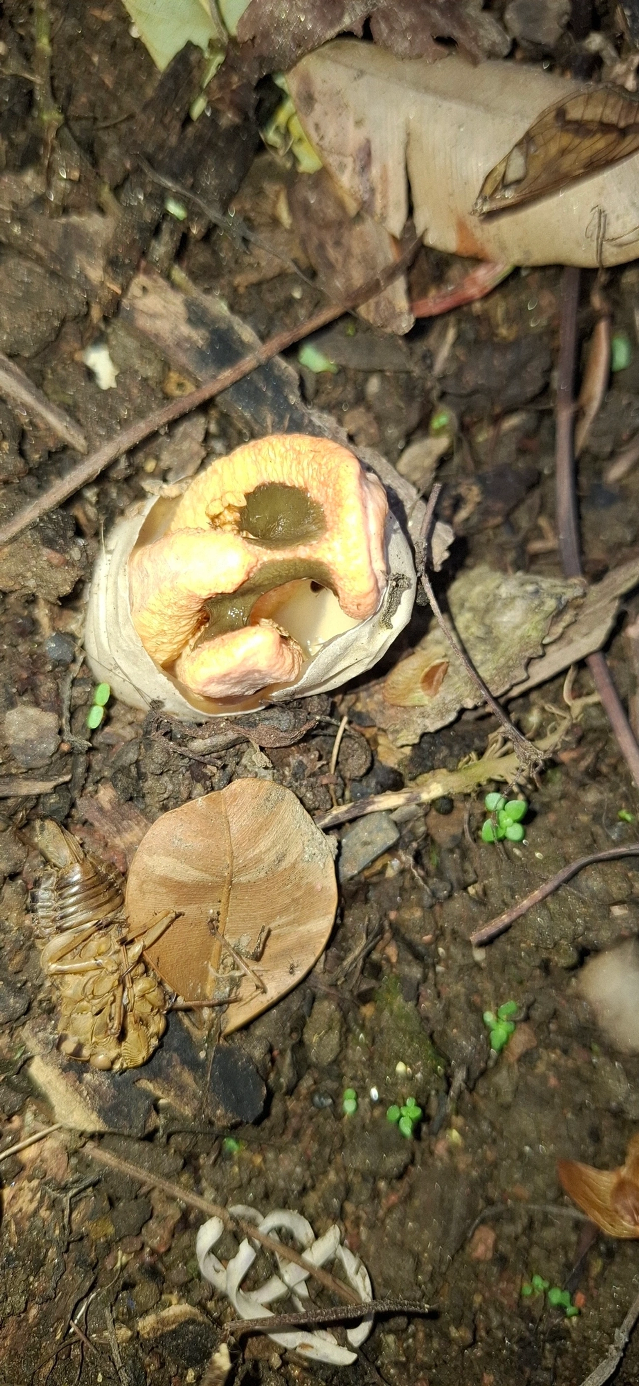 Cogumelo-fedorento-colunar (Clathrus columnatus), fungos, fotografado em Maresias, São Sebastião