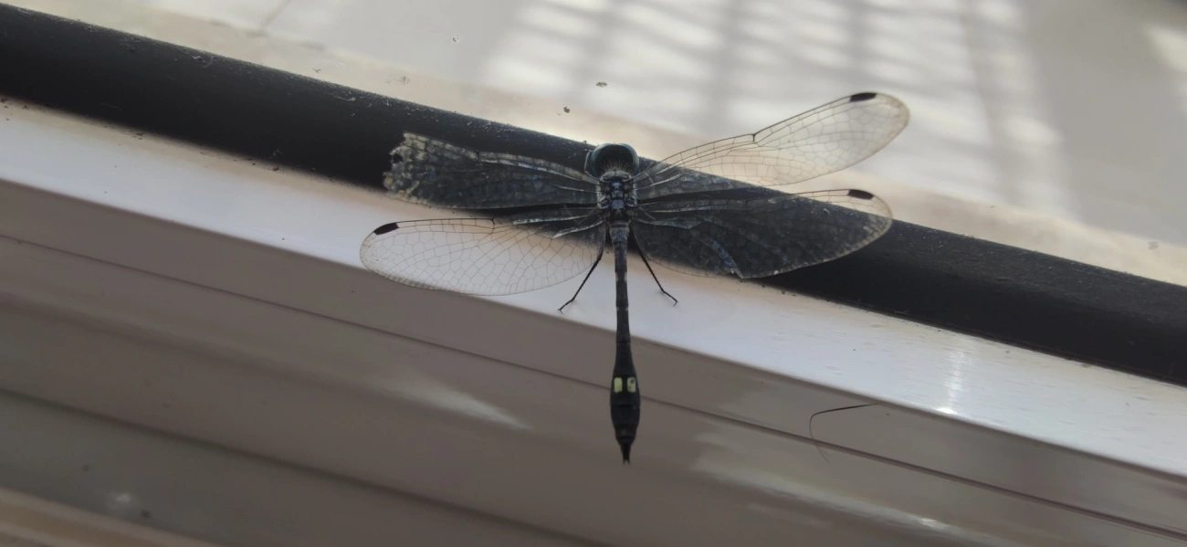 Libélula-de-manchas-quadradas (Micrathyria ocellata), insetos, fotografado em Maresias, São Sebastião