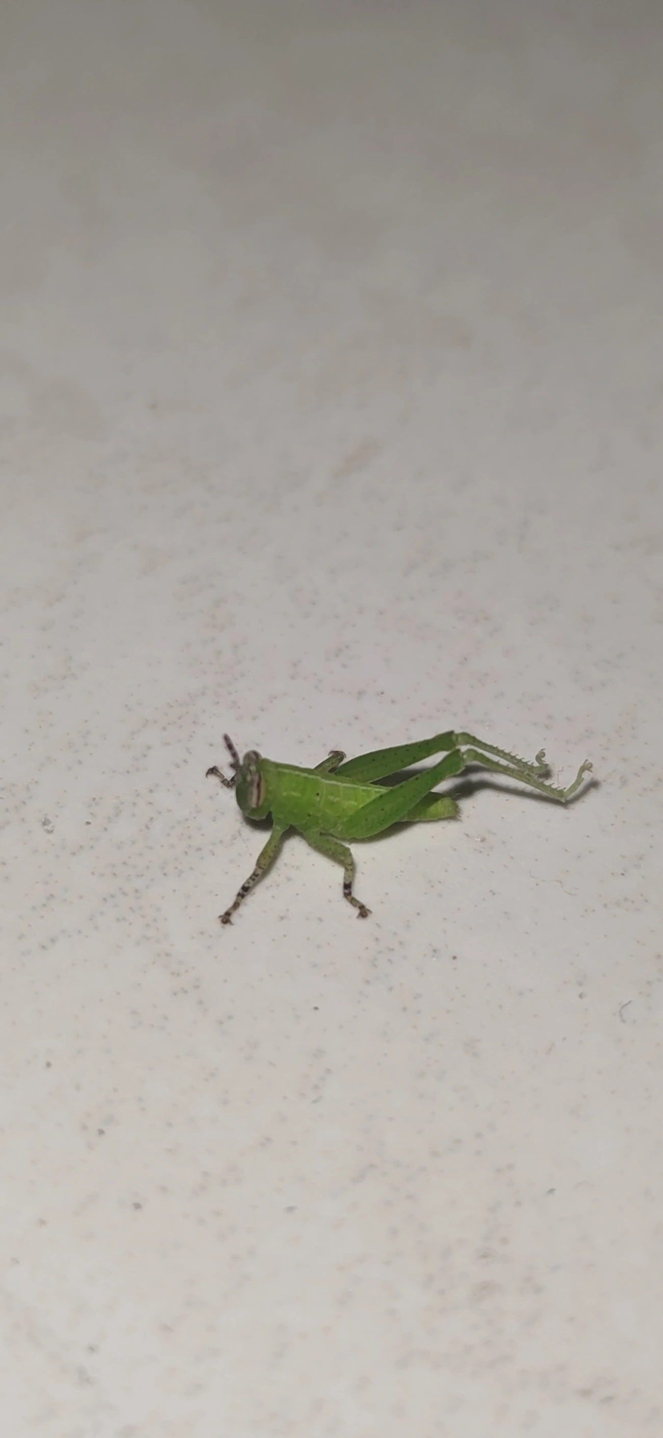 Abracris flavolineata, insetos, fotografado em Maresias, São Sebastião