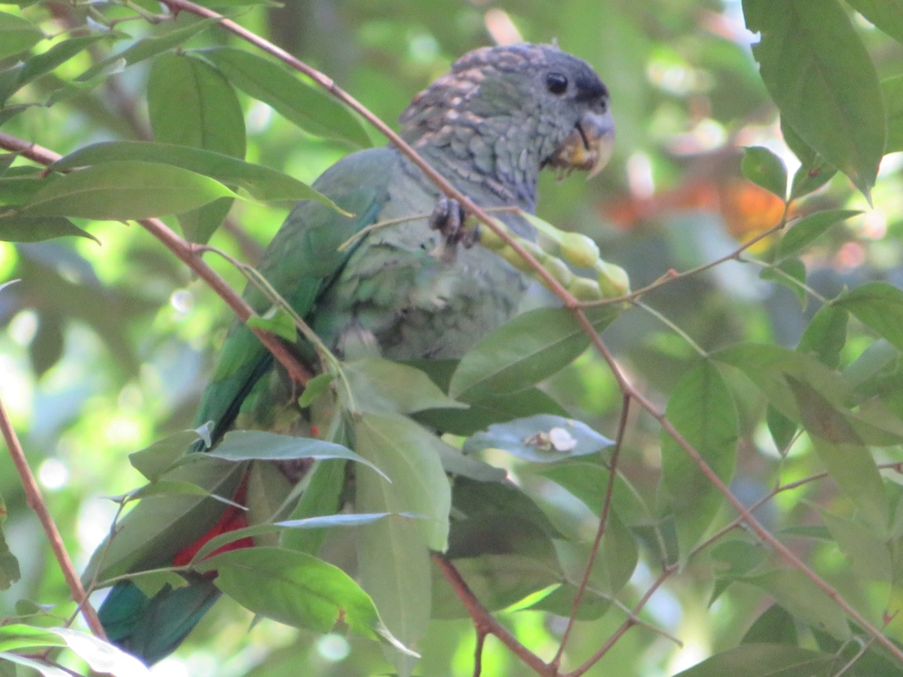 Maitaca-verde (Pionus maximiliani), aves, fotografado em Maresias, São Sebastião