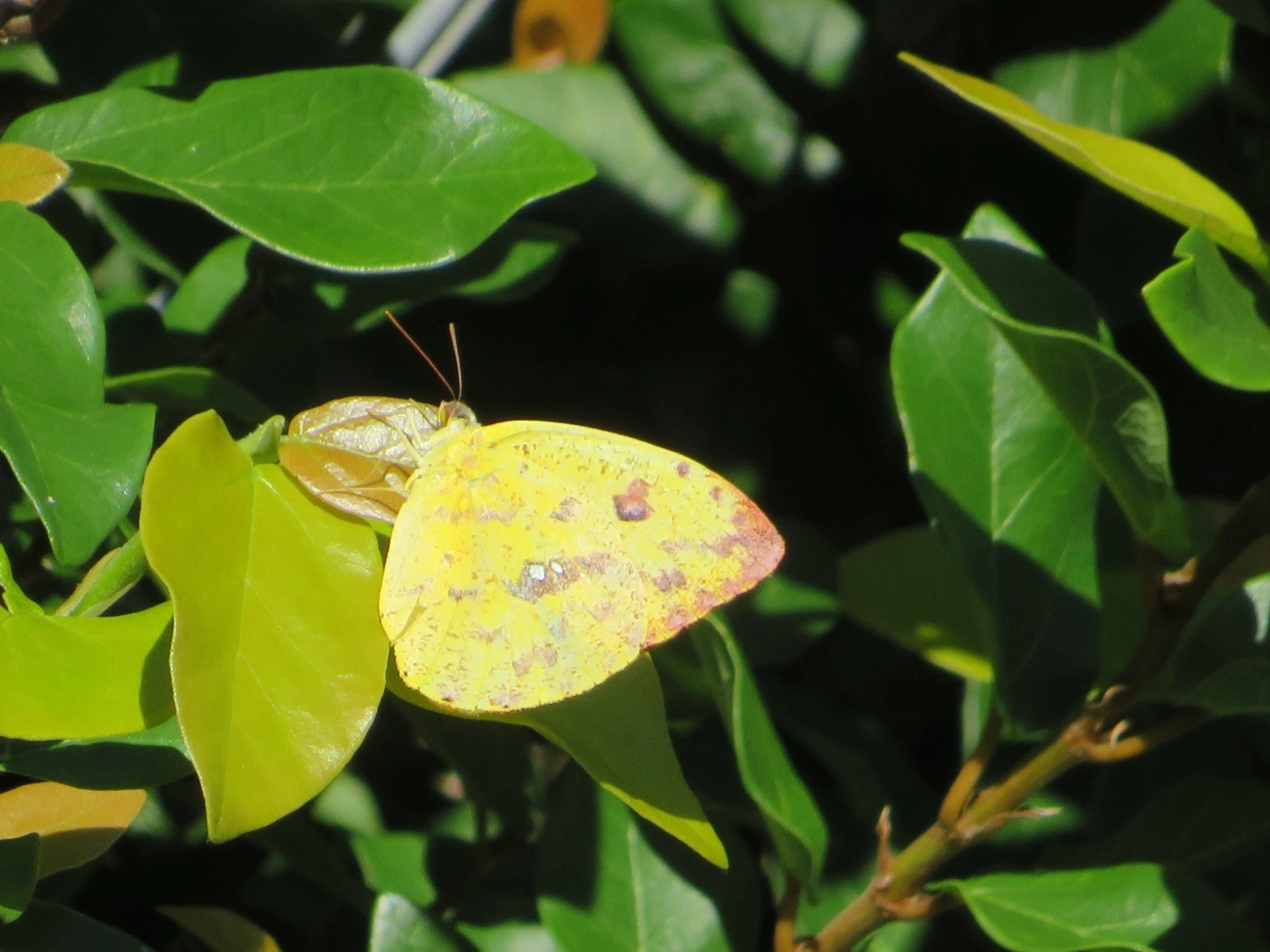 Borboleta-amarela (Phoebis argante), insetos, fotografado em Maresias, São Sebastião