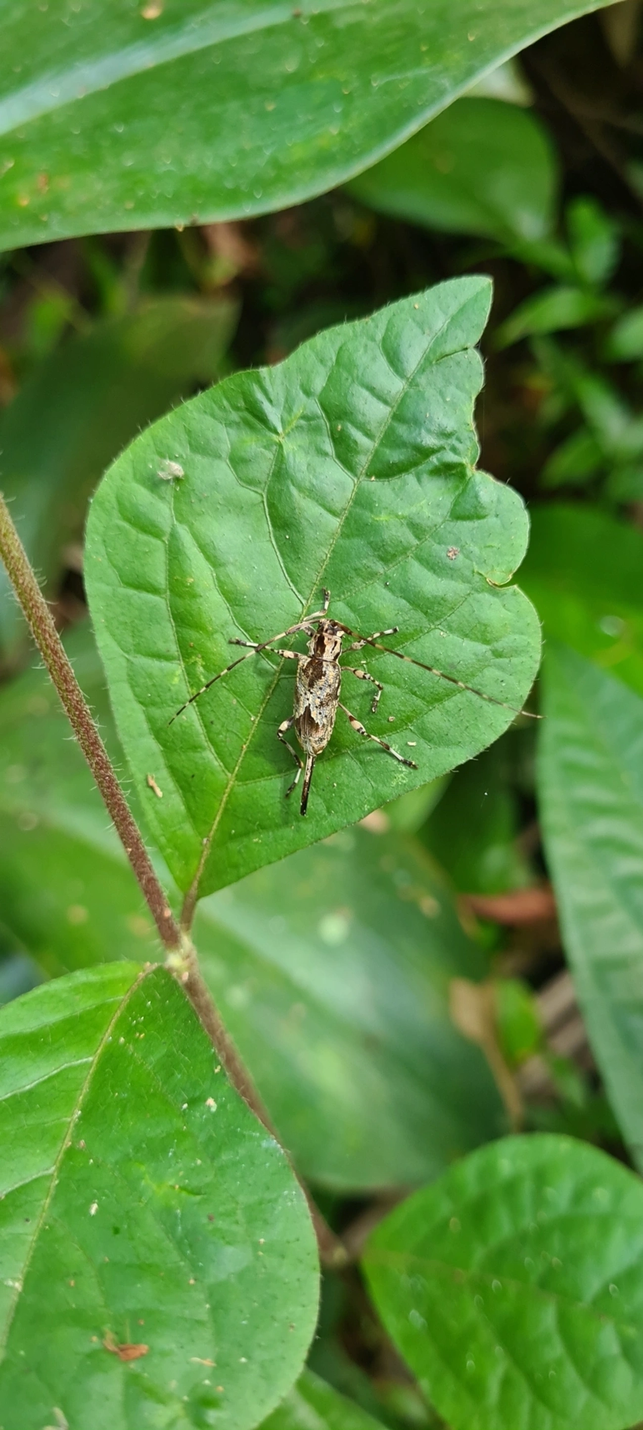 Eutrypanus, insetos, fotografado em Maresias, São Sebastião