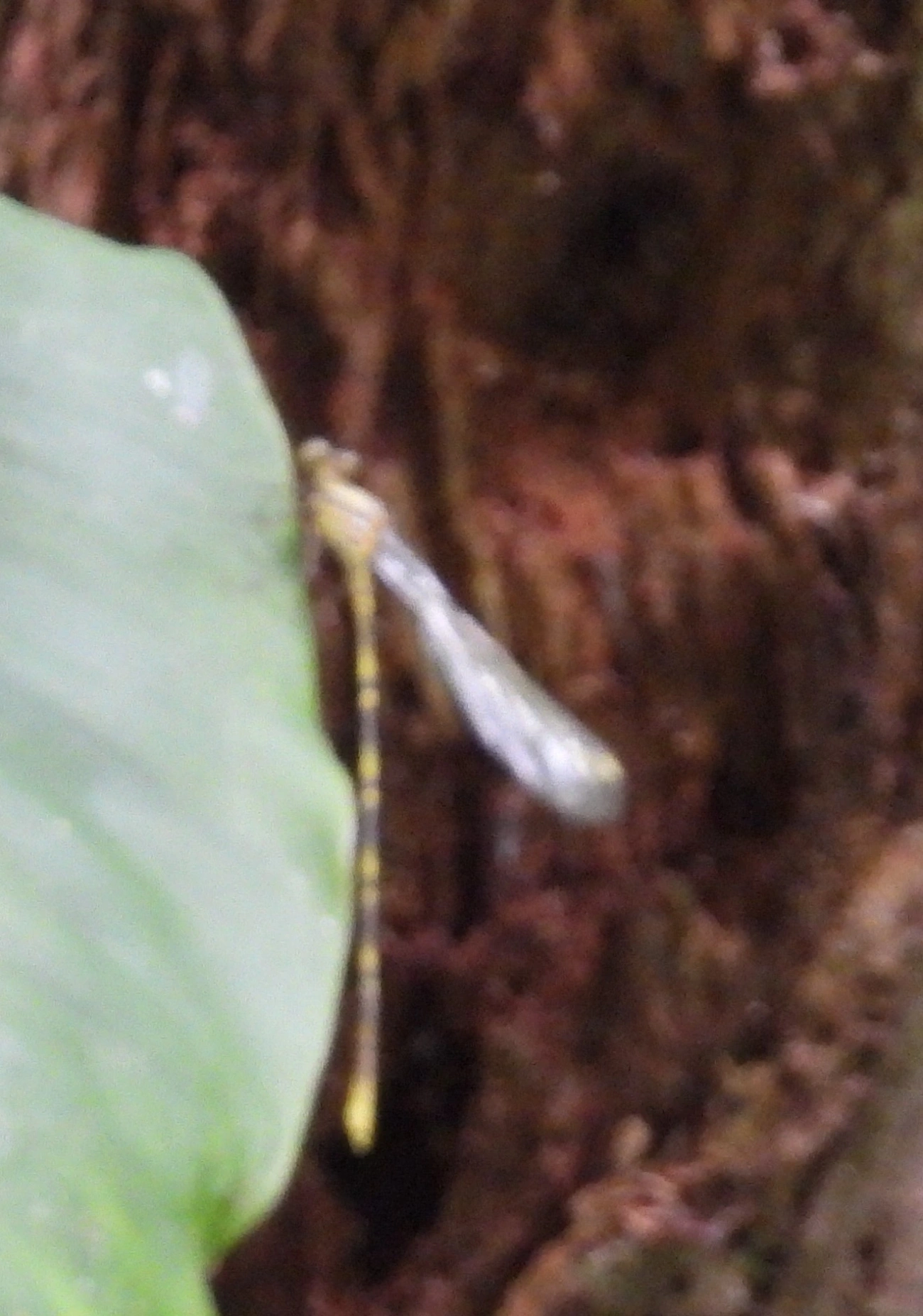 Libelinhas (Zygoptera), insetos, fotografado em Maresias, São Sebastião