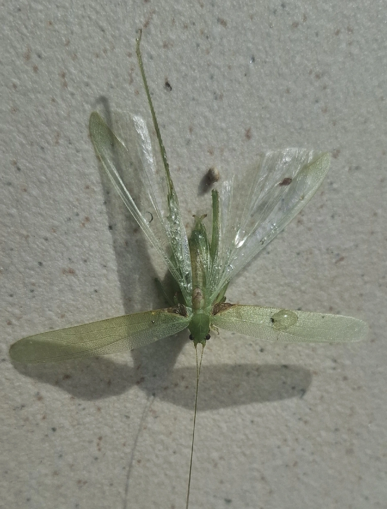 Phaneropterinae, insetos, fotografado em Maresias, São Sebastião