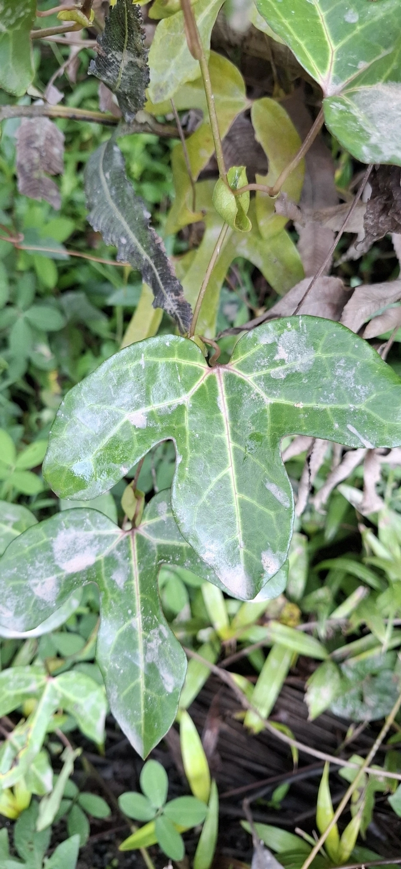 Aristolochia, plantas, fotografado em Maresias, São Sebastião