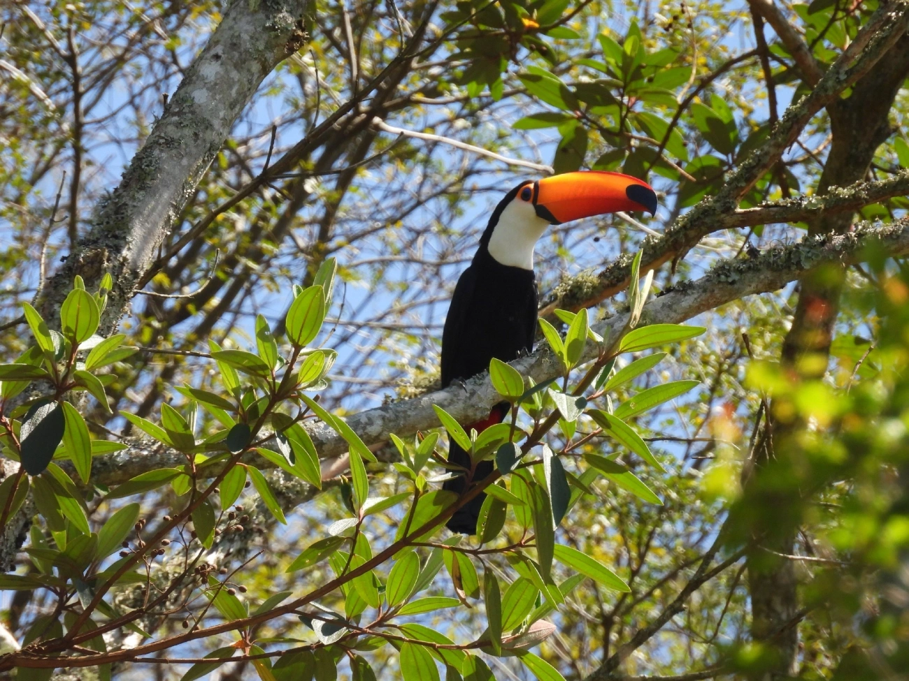 Tucano-toco (Ramphastos toco), aves, fotografado em São Luíz do Paraitinga