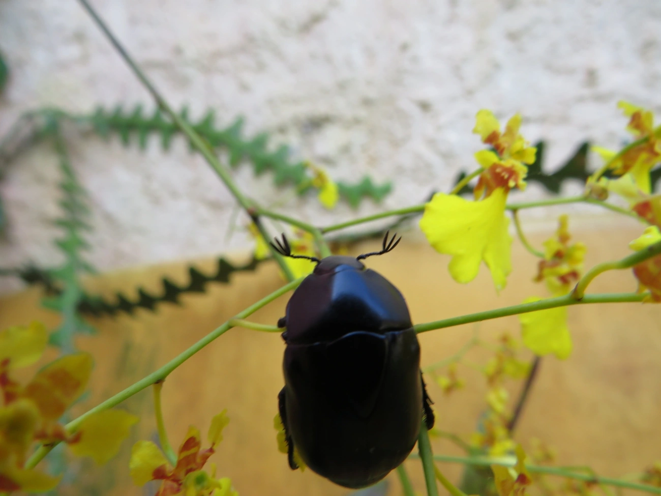 Macraspis, insetos, fotografado em Caraguatatuba