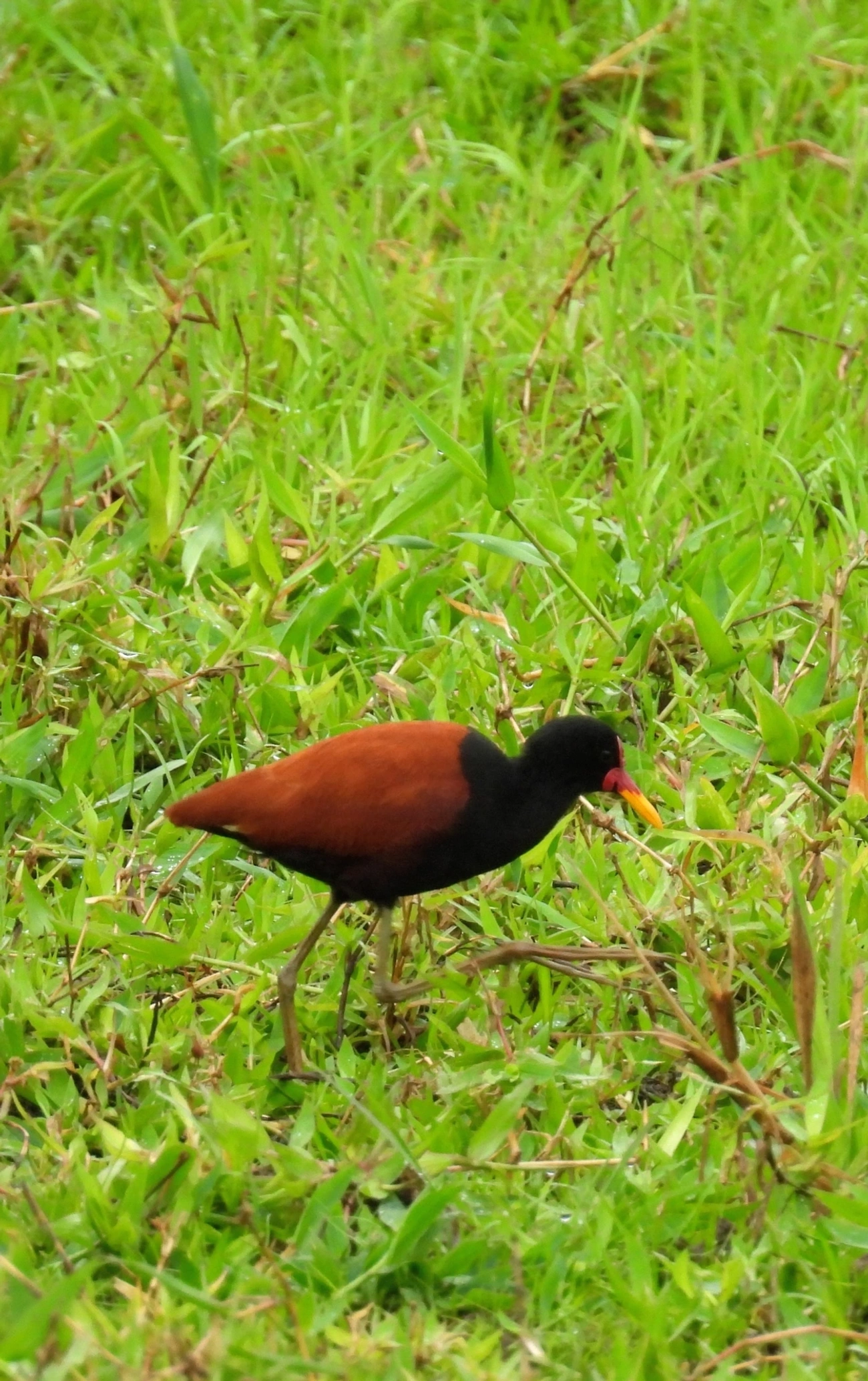 Jaçanã (Jacana jacana), aves, fotografado em Santa Isabel