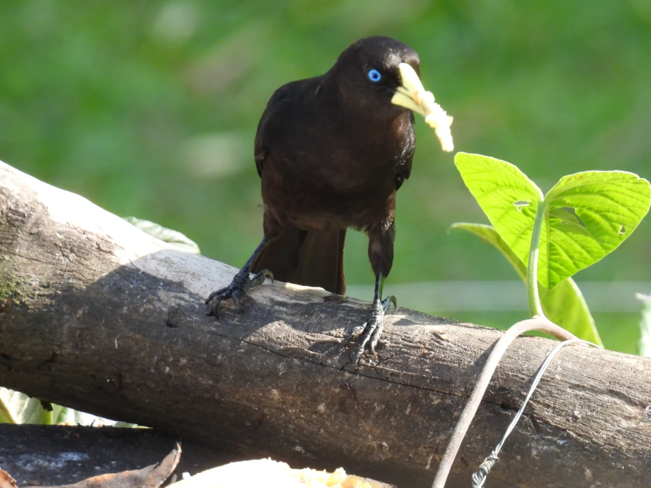Guaxe (Cacicus haemorrhous), aves, fotografado em Maresias, São Sebastião