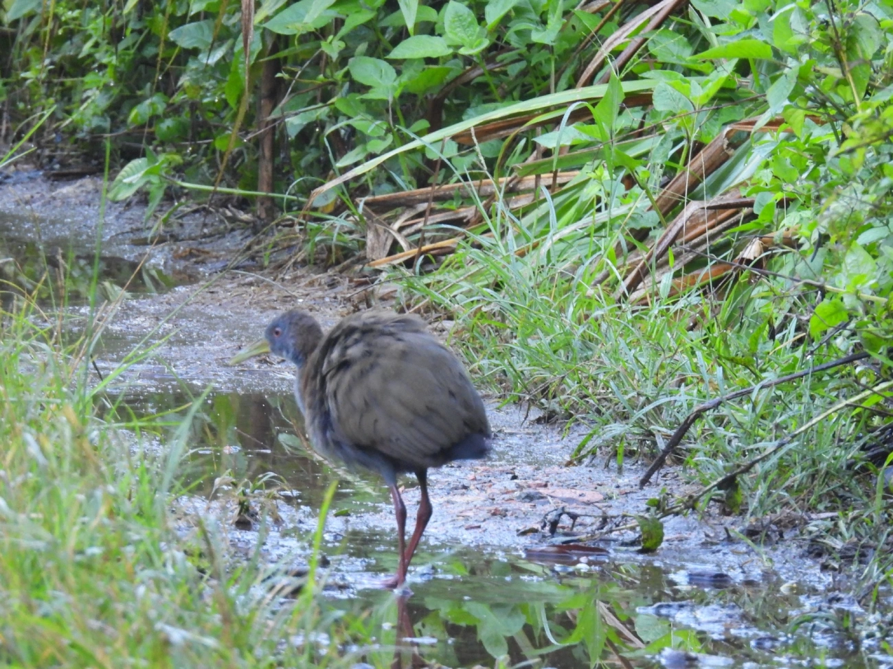 Saracura-do-mato (Aramides saracura), aves, fotografado em Maresias, São Sebastião