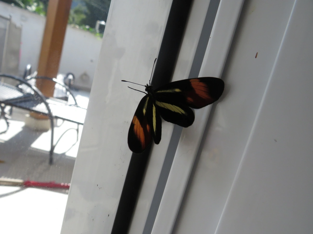 Falsa-erato (Eresia lansdorfi), insetos, fotografado em Maresias, São Sebastião