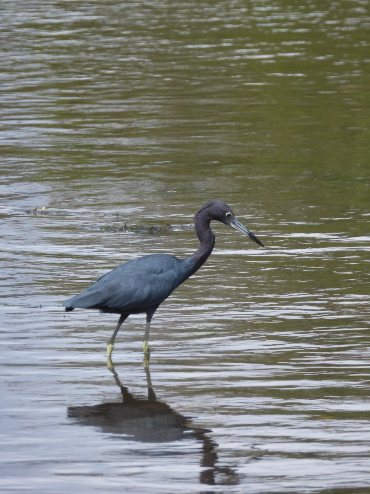 Garça-azul (Egretta caerulea), aves, fotografado em Maresias, São Sebastião