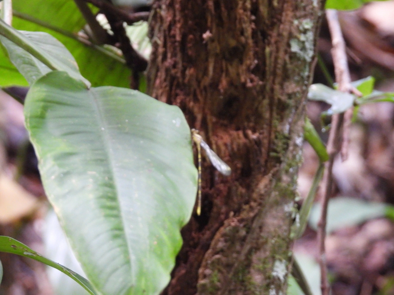 Libelinhas (Zygoptera), insetos, fotografado em Maresias, São Sebastião
