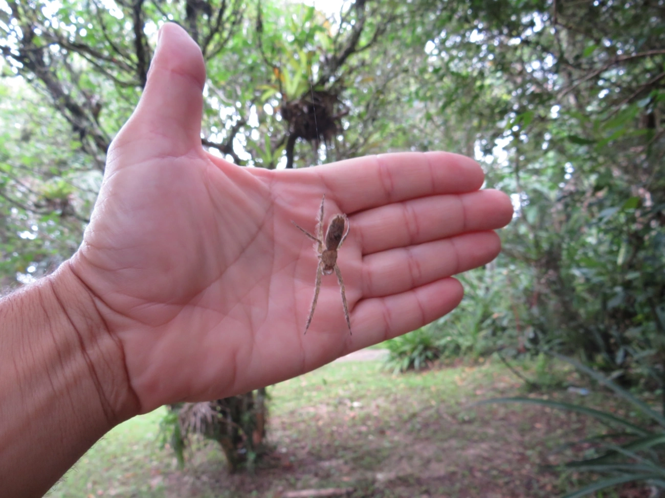 Senoculus, aracnídeos, fotografado em Maresias, São Sebastião