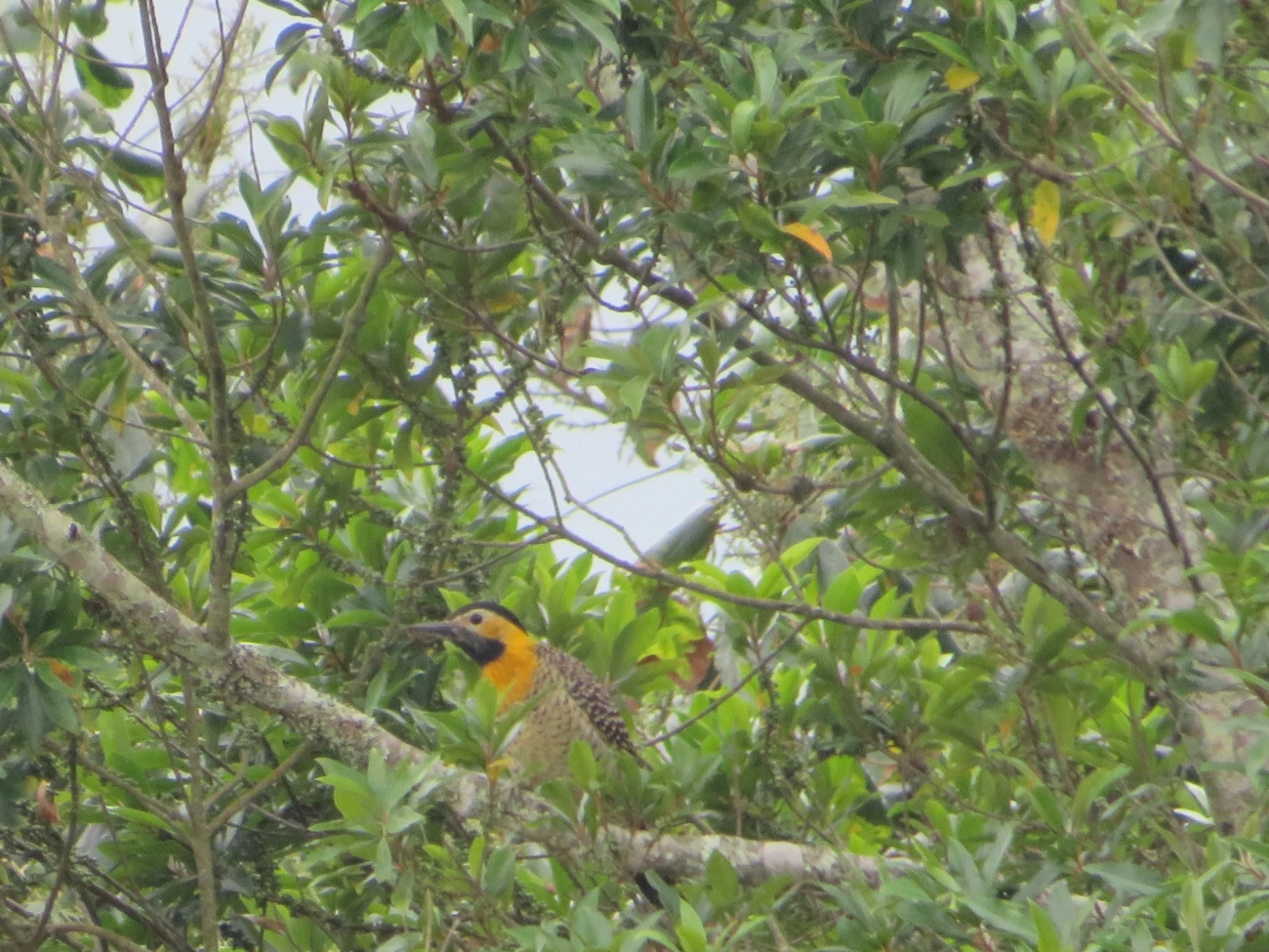 Pica-pau-do-campo (Colaptes campestris), aves, fotografado em Maresias, São Sebastião