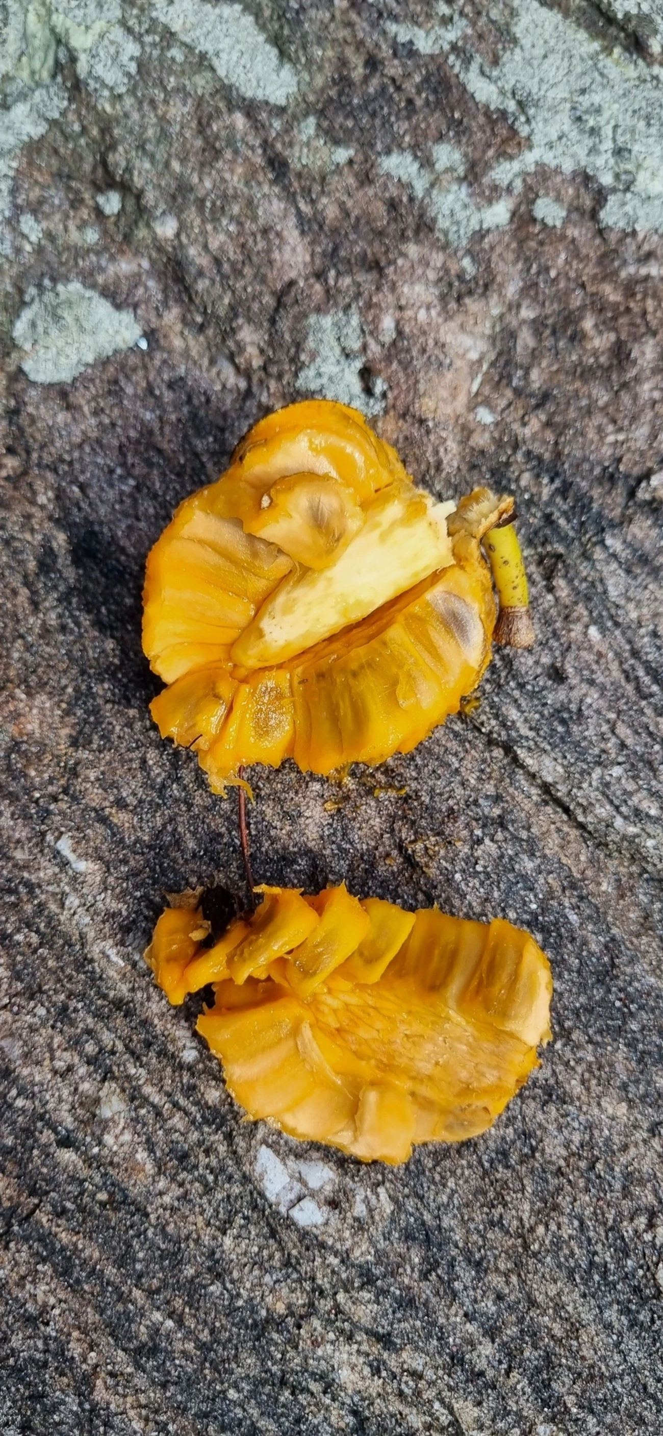 Araticum-do-brejo (Annona glabra), plantas, fotografado em Maresias, São Sebastião