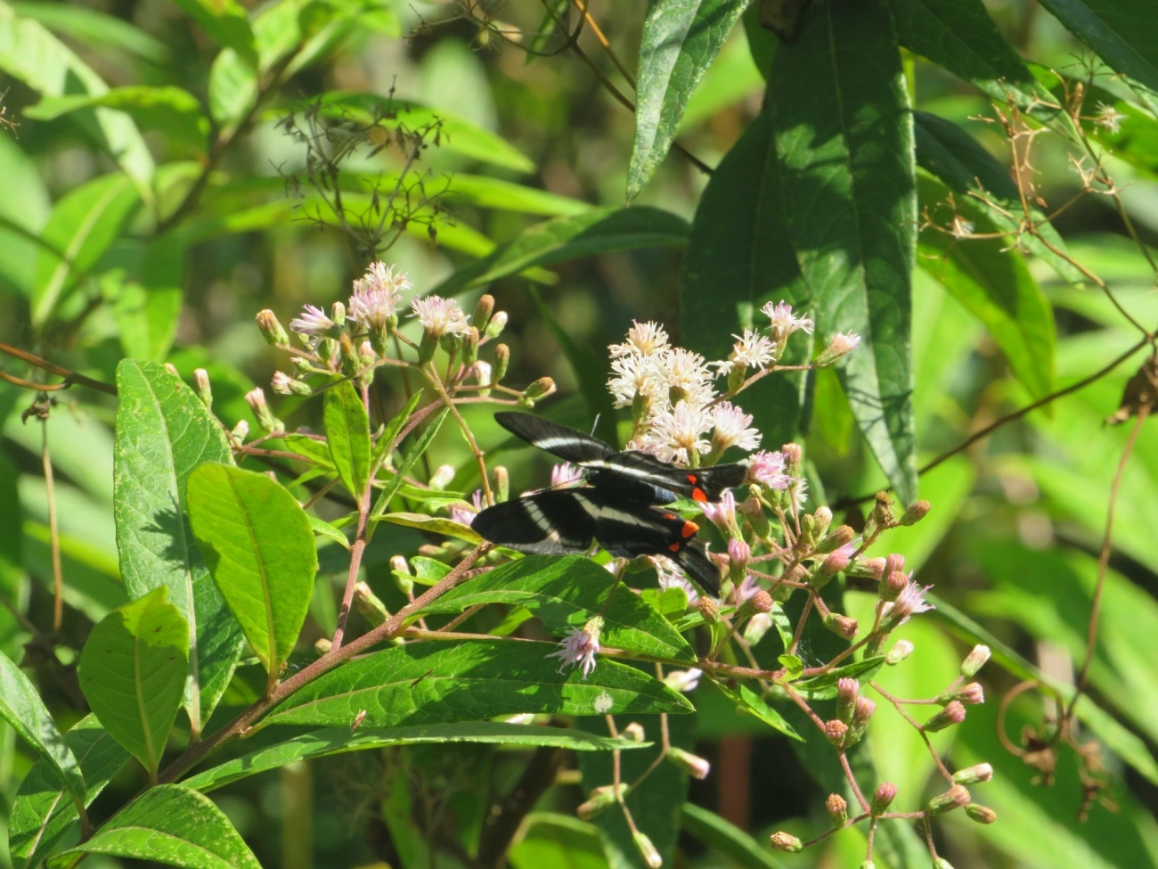 Metálica-de-cauda-longa (Rhetus arcius), insetos, fotografado em Maresias, São Sebastião