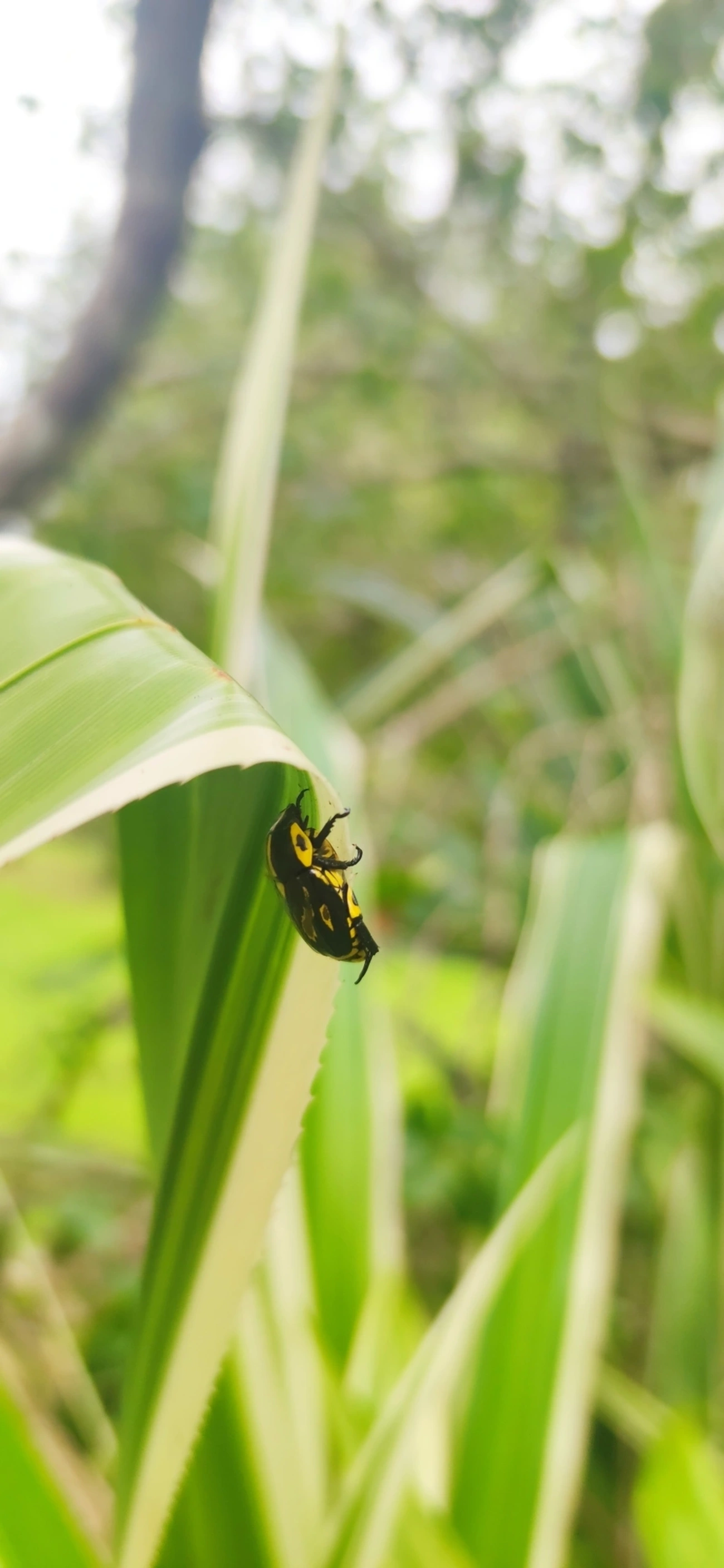 Besouro-da-Roseira (Rutela lineola), insetos, fotografado em Maresias, São Sebastião
