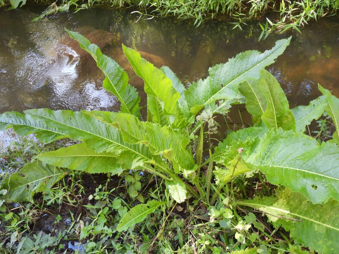 Plantas (Plantae), plantas, fotografado em Catuçaba, São Luíz do Paraitinga