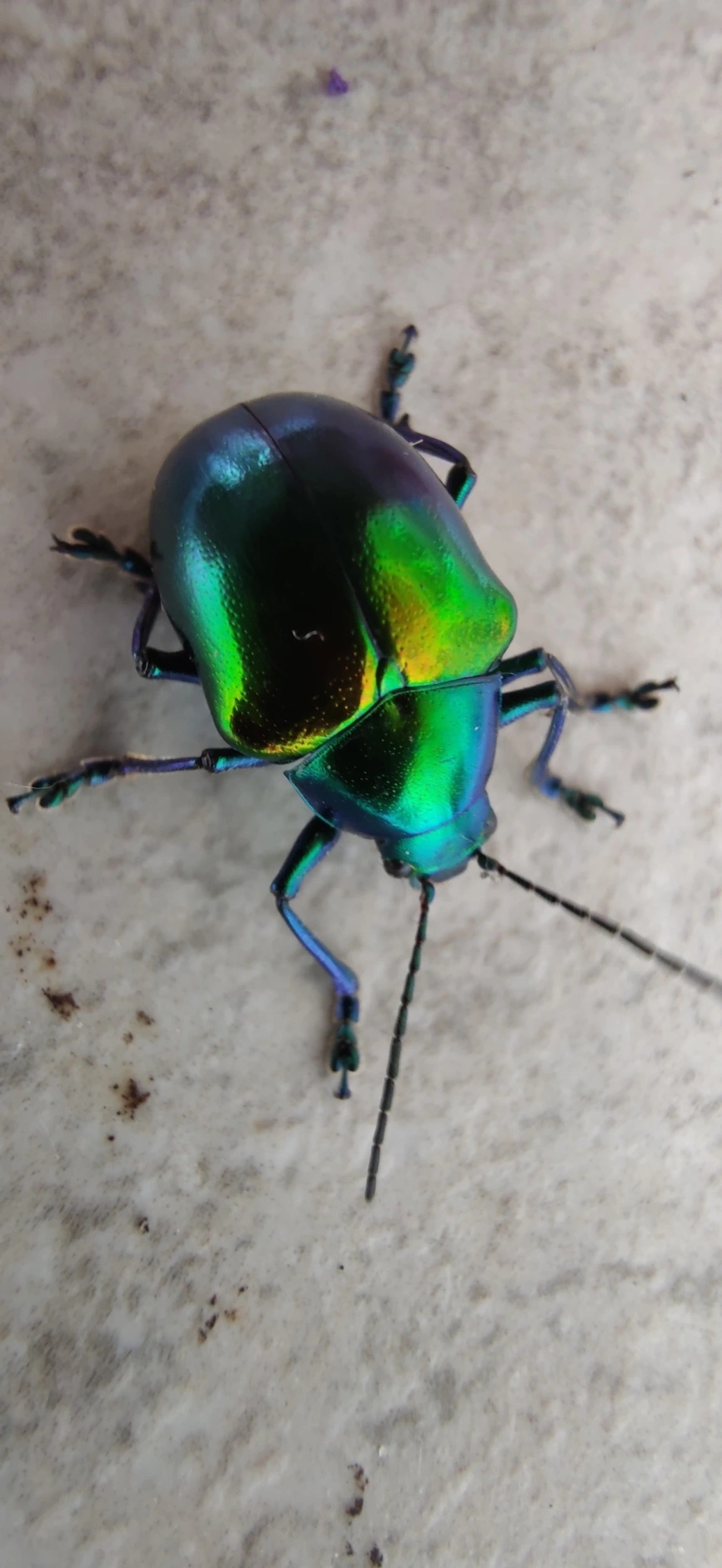 Eumolpus ignitus, insetos, fotografado em Maresias, São Sebastião