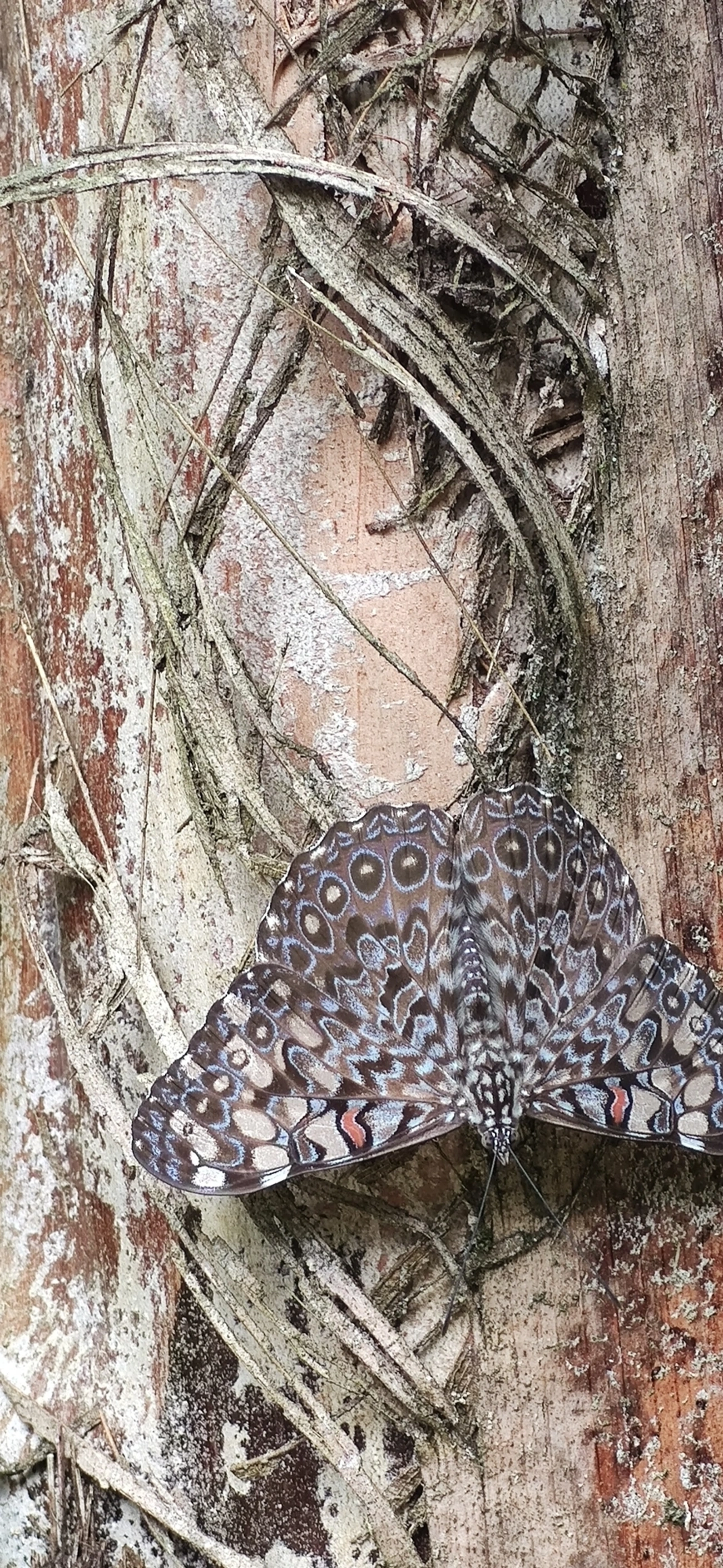 Borboleta-estaladeira (Hamadryas feronia), insetos, fotografado em Maresias, São Sebastião
