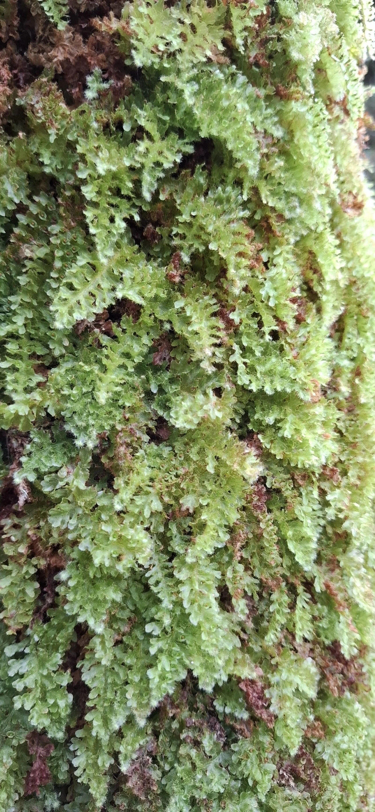 Plantas (Plantae), plantas, fotografado em Itamonte