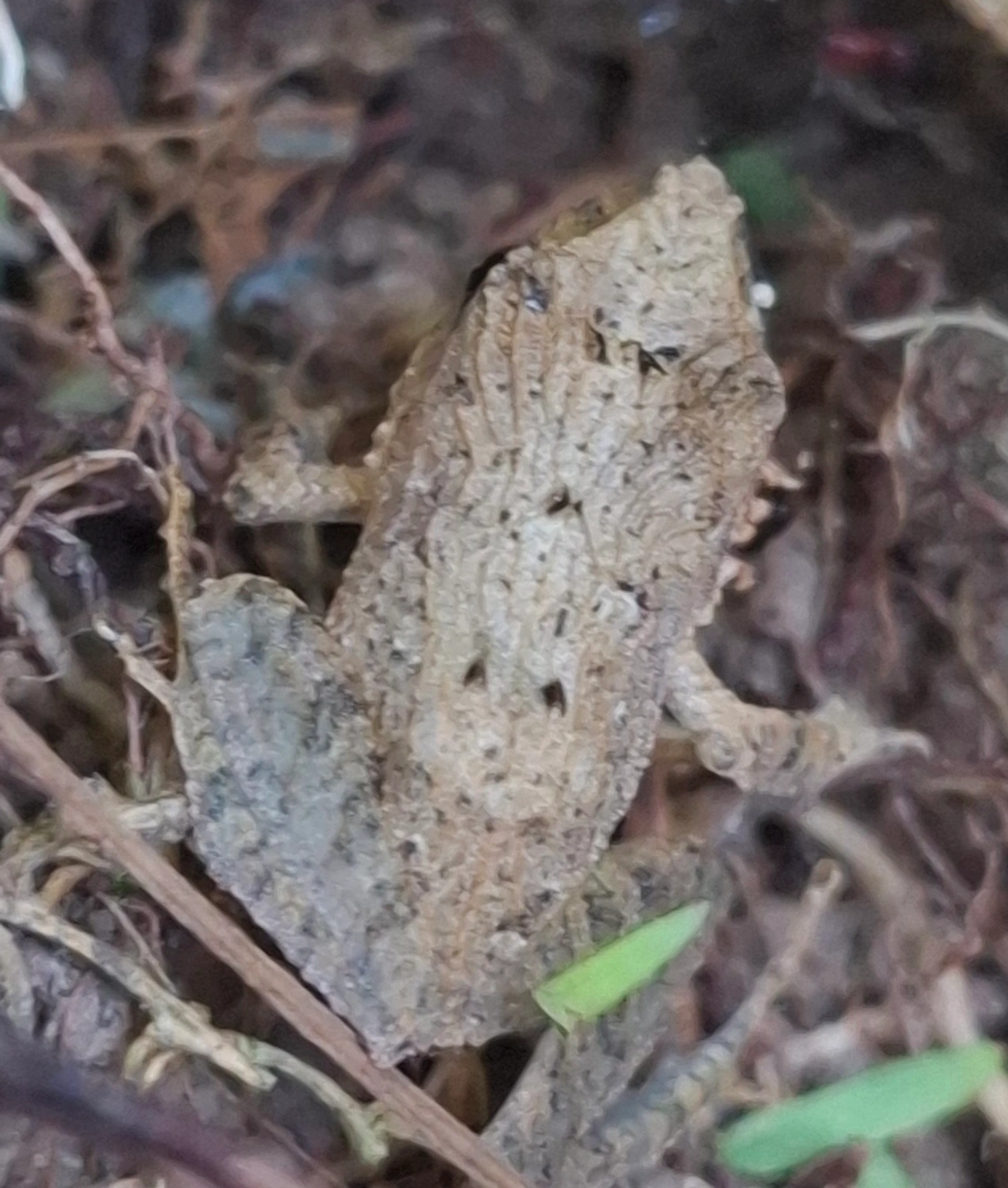 Haddadus, anfíbios, fotografado em Queluz
