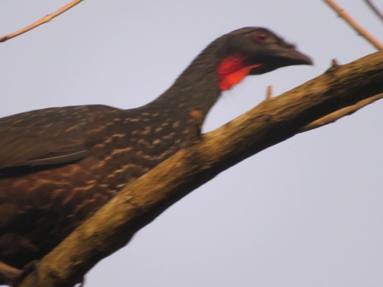 Jacuaçu (Penelope obscura), aves, fotografado em Maresias, São Sebastião