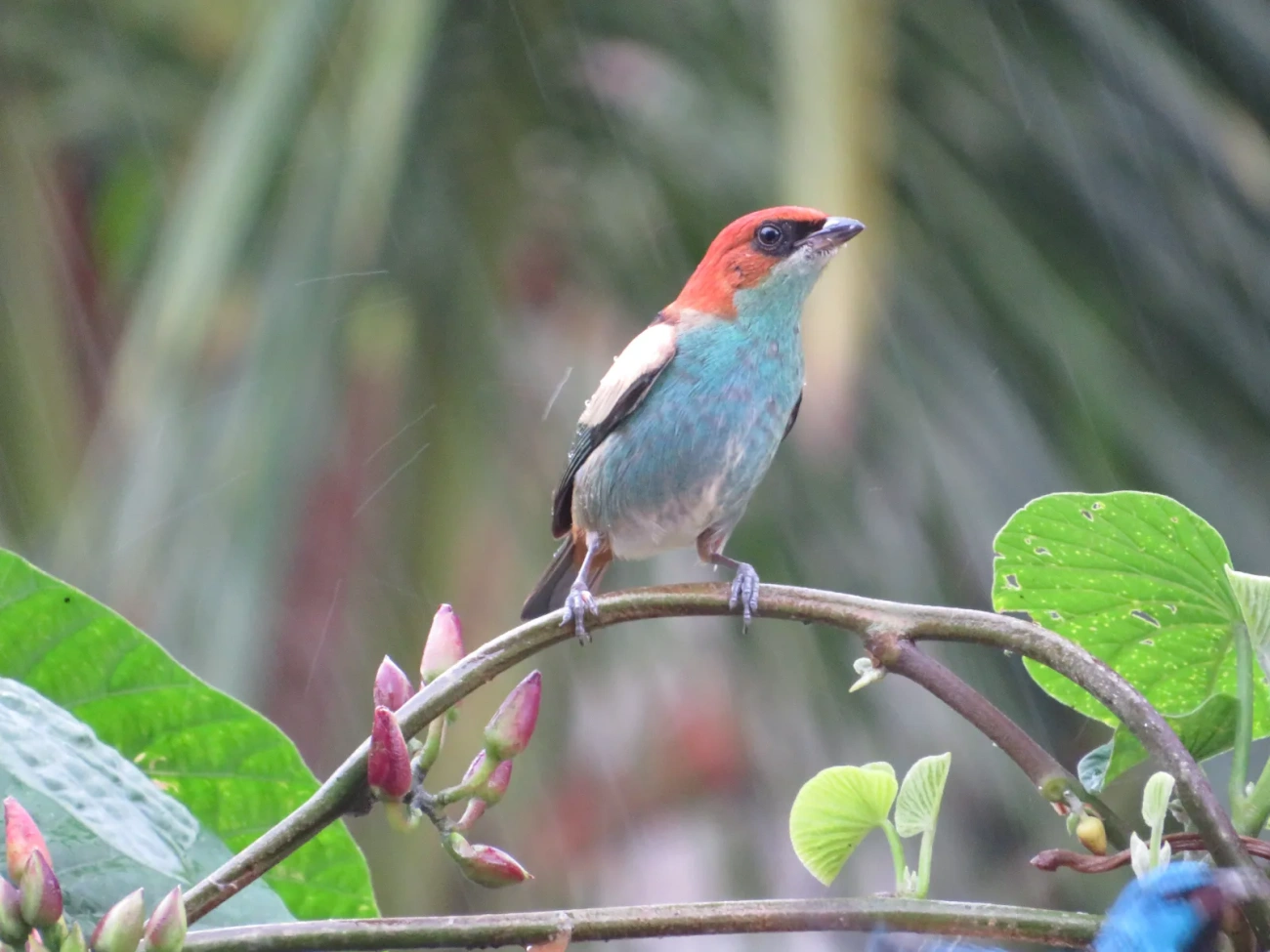 Saíra-sapucaia (Stilpnia peruviana), aves, fotografado em São Paulo
