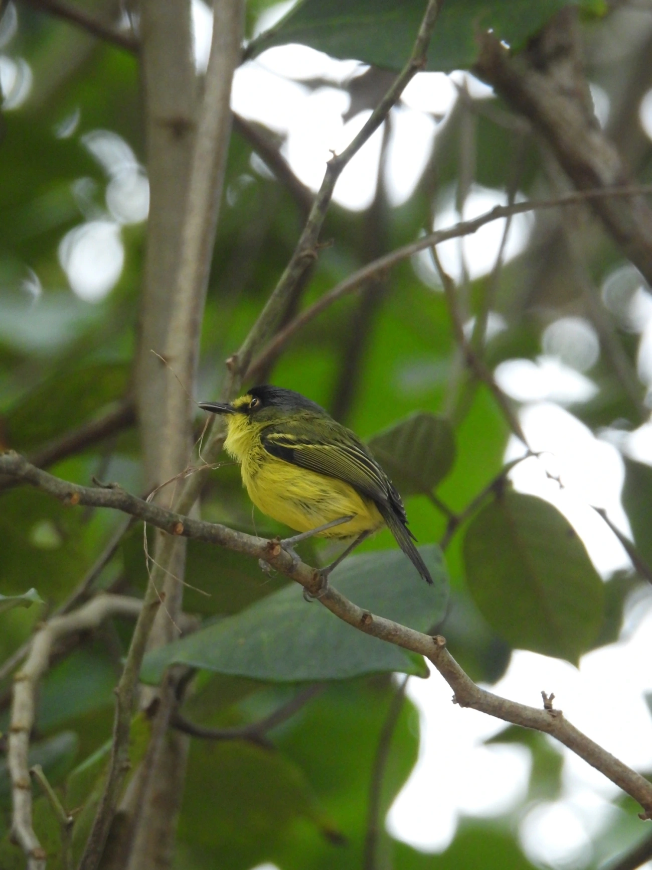 Teque-teque (Todirostrum poliocephalum), aves, fotografado em Maresias, São Sebastião