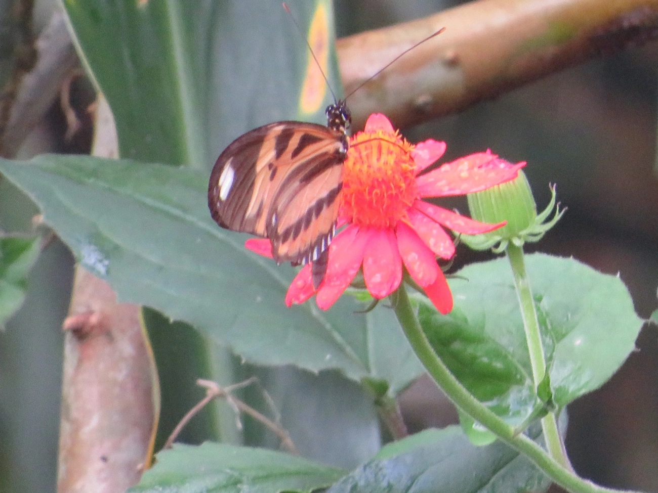 Maria-boba (Heliconius ethilla), insetos, fotografado em Maresias, São Sebastião