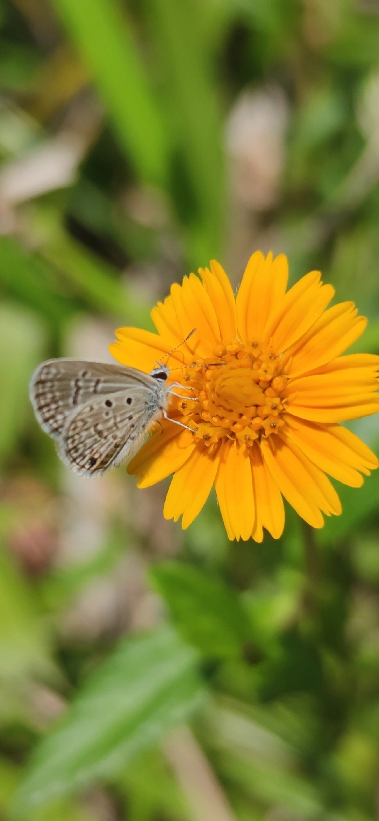 Borboleta-azulzinha-do-trevo (Hemiargus hanno), insetos, fotografado em Maresias, São Sebastião