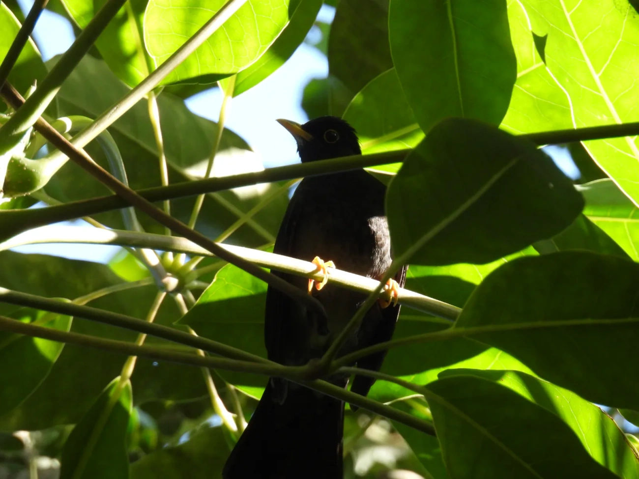 Sabiá-una (Turdus flavipes), aves, fotografado em Maresias, São Sebastião