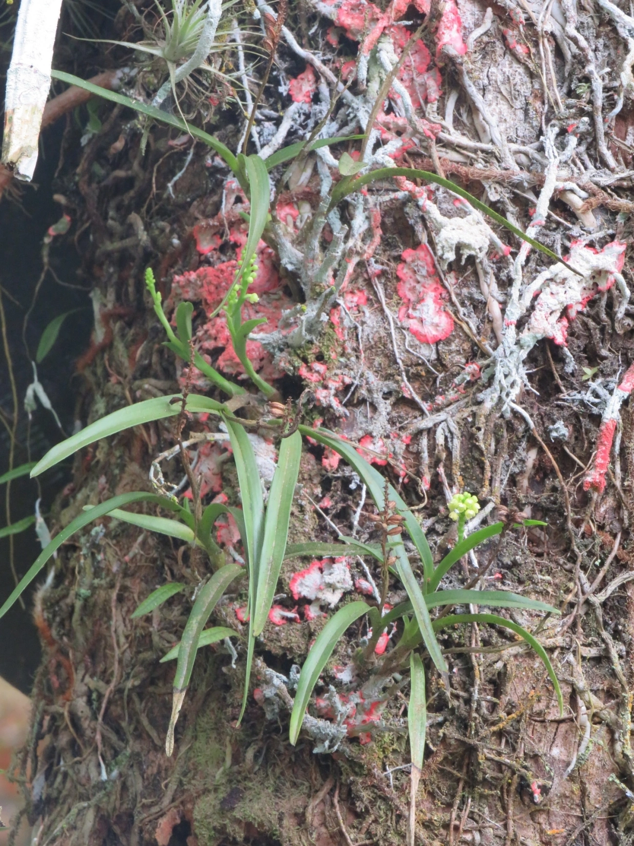 Polystachya, plantas, fotografado em Maresias, São Sebastião