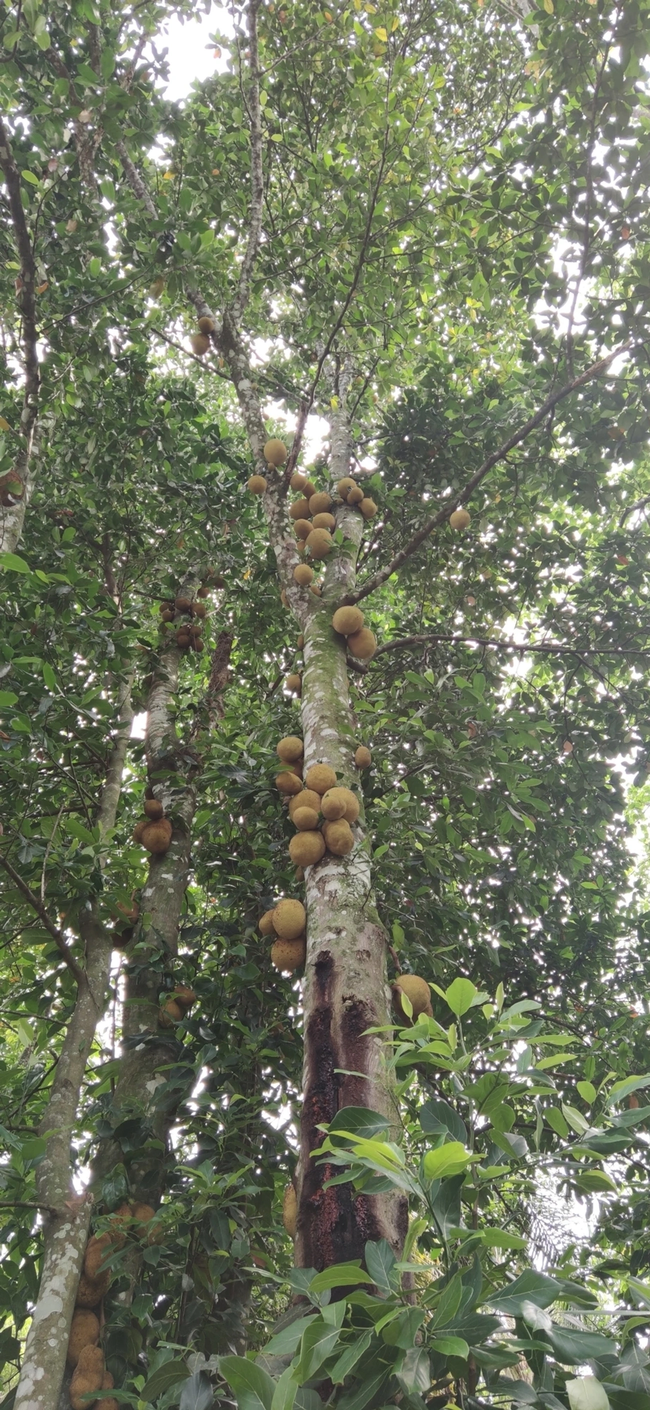 Jaca (Artocarpus heterophyllus), plantas, fotografado em Caraguatatuba
