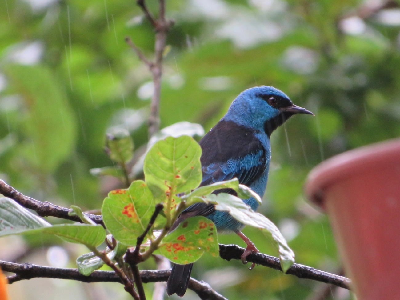 Saí-azul (Dacnis cayana), aves, fotografado em Maresias, São Sebastião