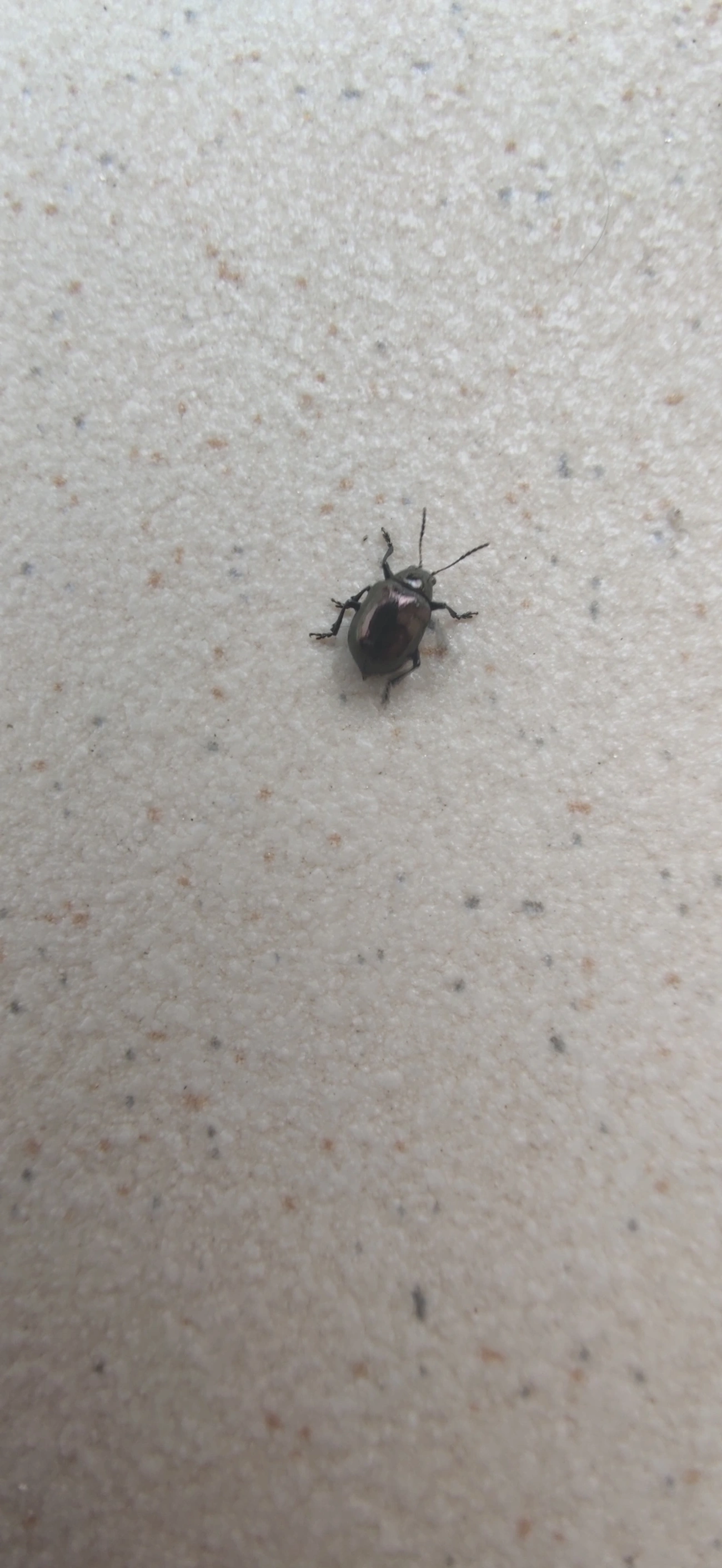 Eumolpinae, insetos, fotografado em Maresias, São Sebastião
